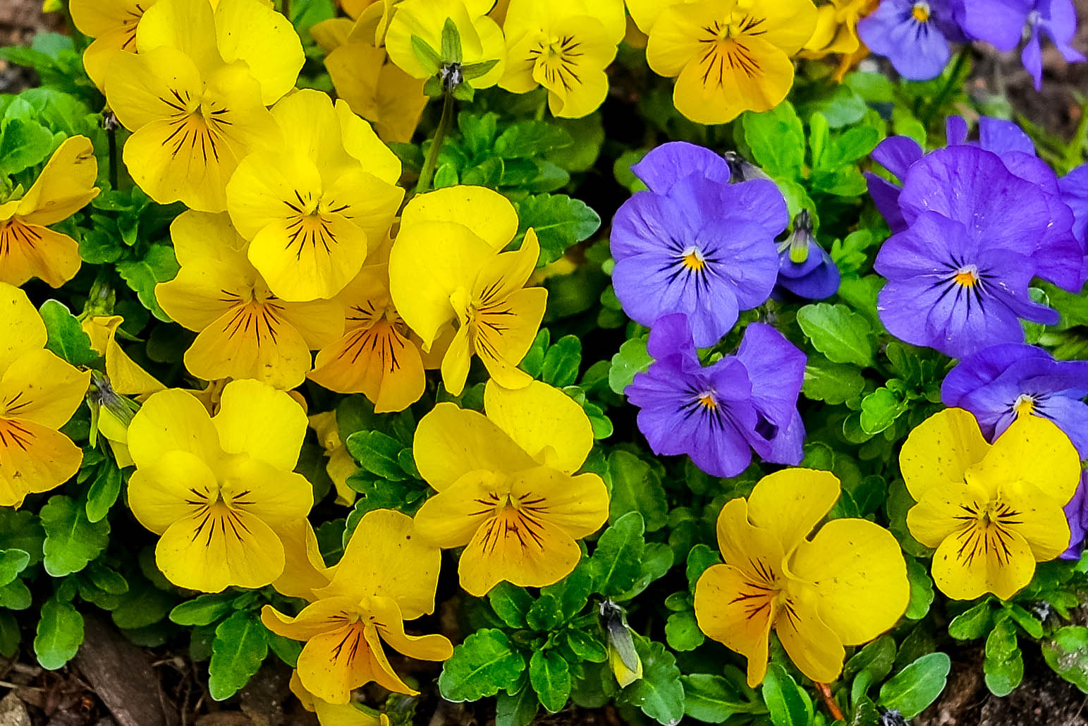 Fujifilm X-E1 + Fujifilm XF 23mm F1.4 R sample photo. Spring renewal photography