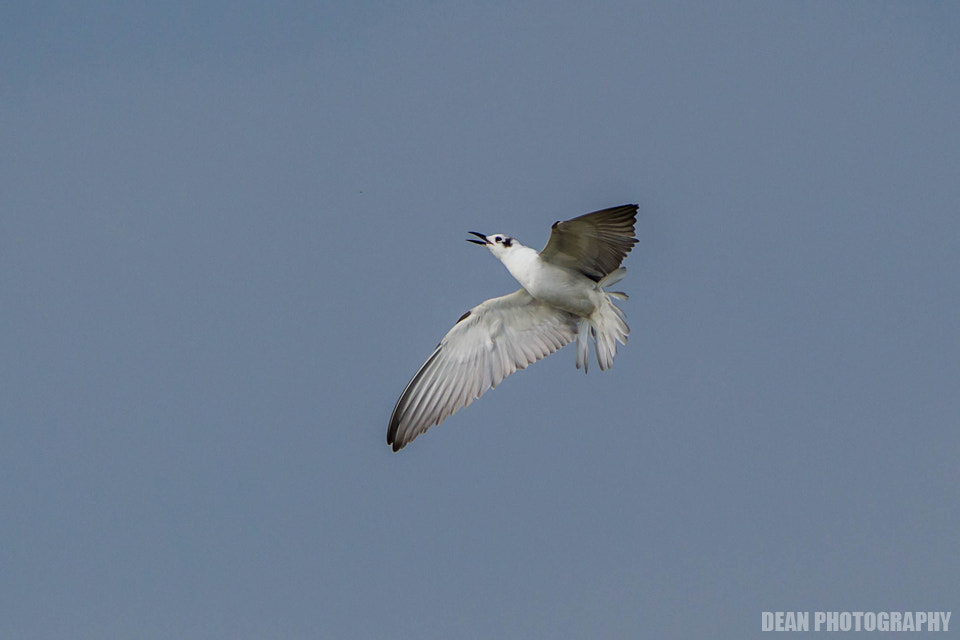Canon EOS-1D Mark IV sample photo. Hunting photography