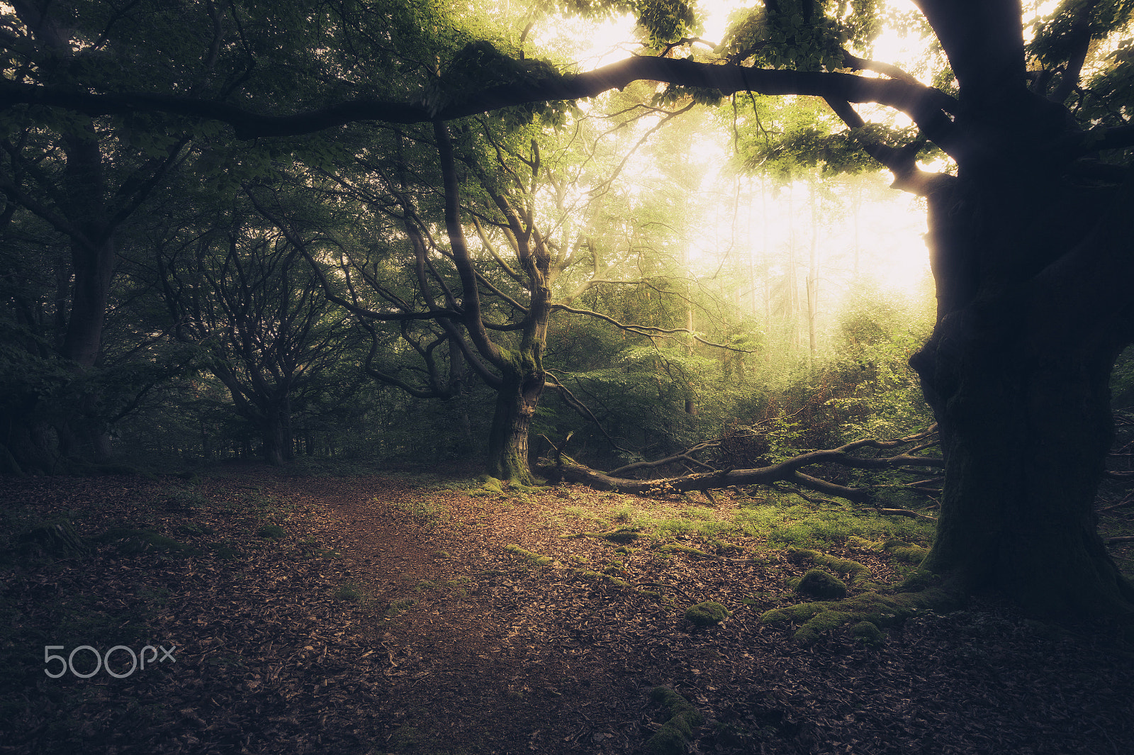 Sony SLT-A58 + Sigma 10-20mm F3.5 EX DC HSM sample photo. Hutewald photography