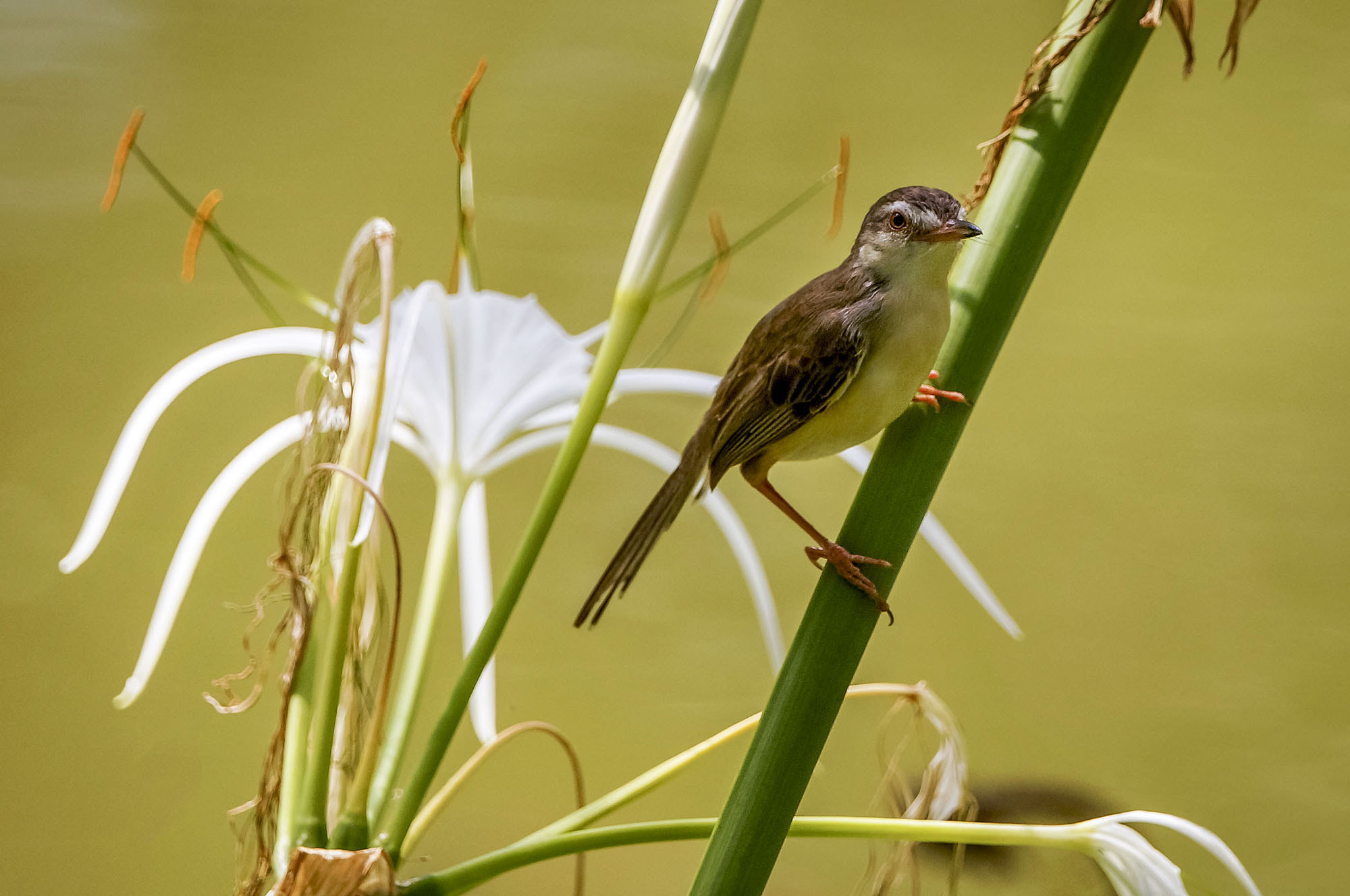 Sony SLT-A57 + Sony 70-400mm F4-5.6 G SSM sample photo. Plain prinia photography