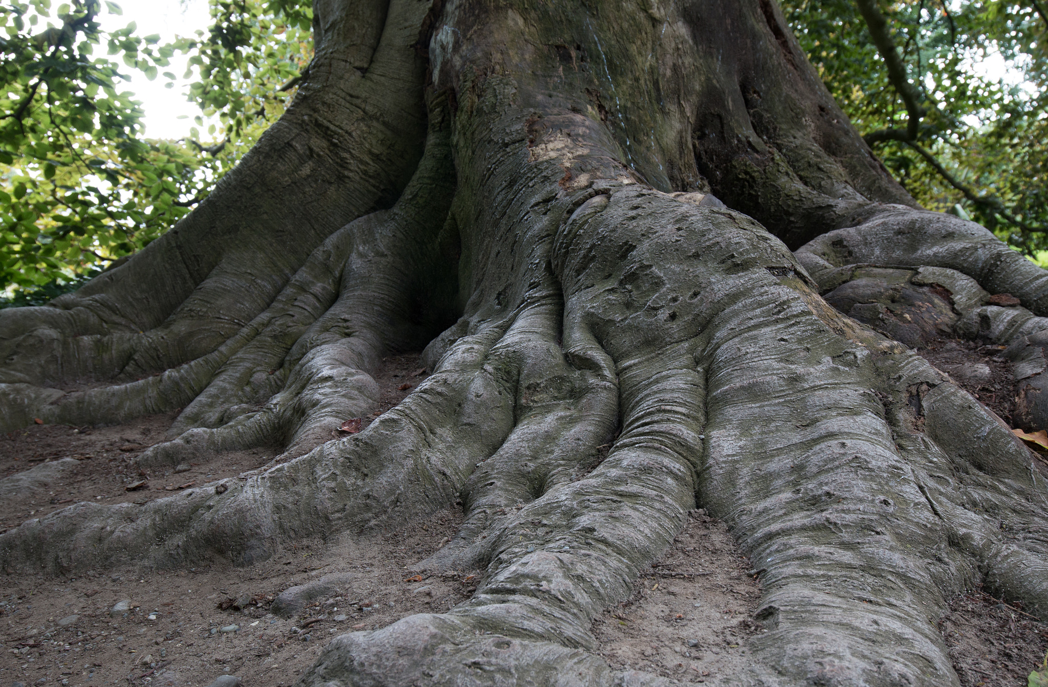 Canon EOS 70D + Canon EF 16-35mm F4L IS USM sample photo. Roots photography