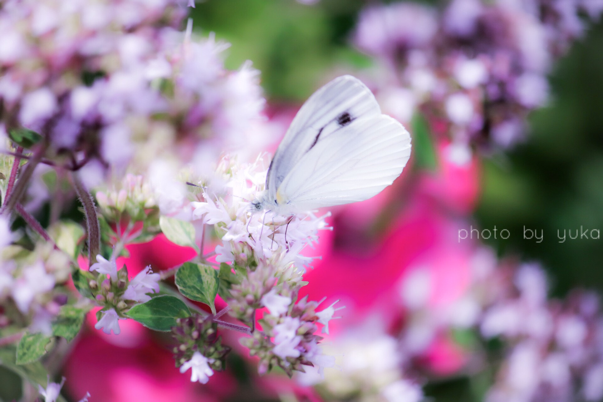 Canon EOS 750D (EOS Rebel T6i / EOS Kiss X8i) + Canon EF-S 55-250mm F4-5.6 IS sample photo. 甘い香りと蜜の味 photography