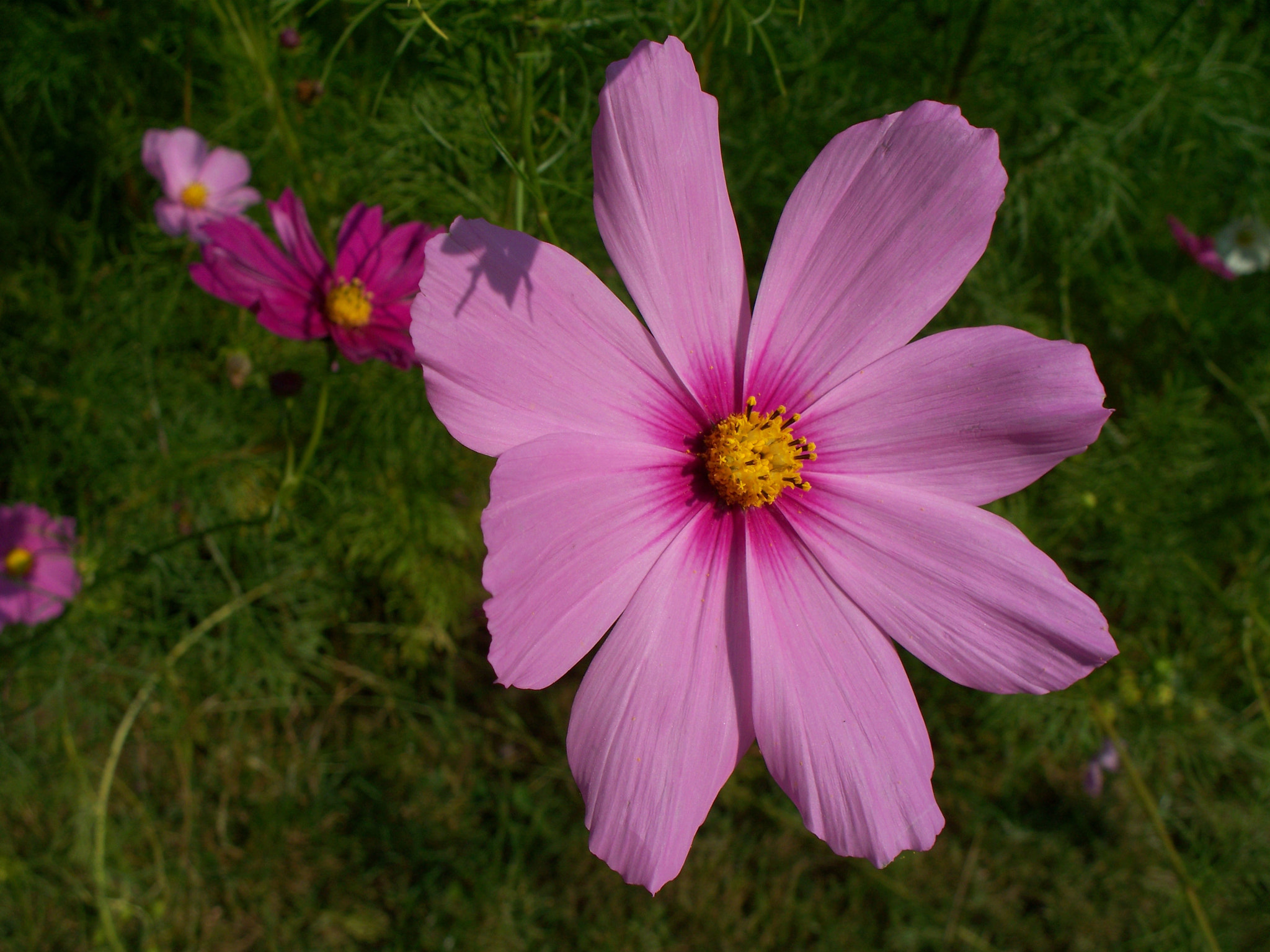 Kodak Z1275 ZOOM DIGITAL CAMERA sample photo. Cosmos atrosanguineus photography