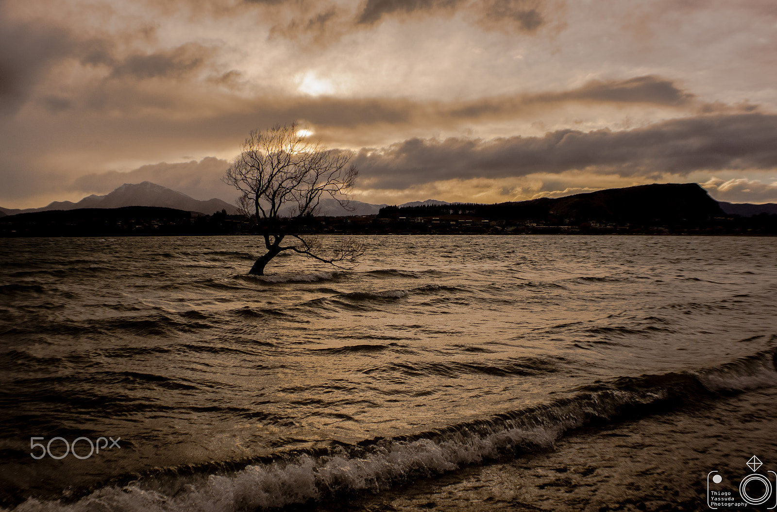 Sony SLT-A65 (SLT-A65V) + Sony 28mm F2.8 sample photo. Wanaka tree photography