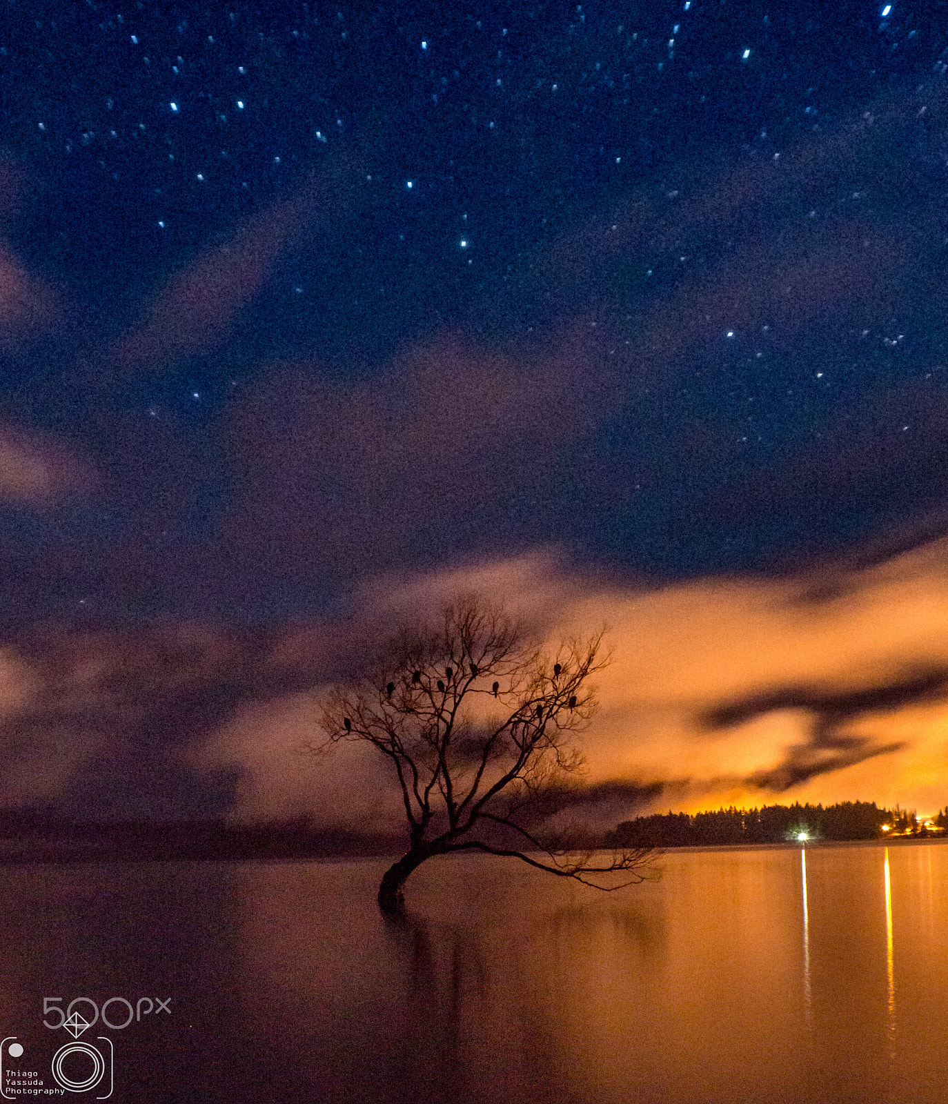 Sony SLT-A65 (SLT-A65V) sample photo. Wanaka tree photography