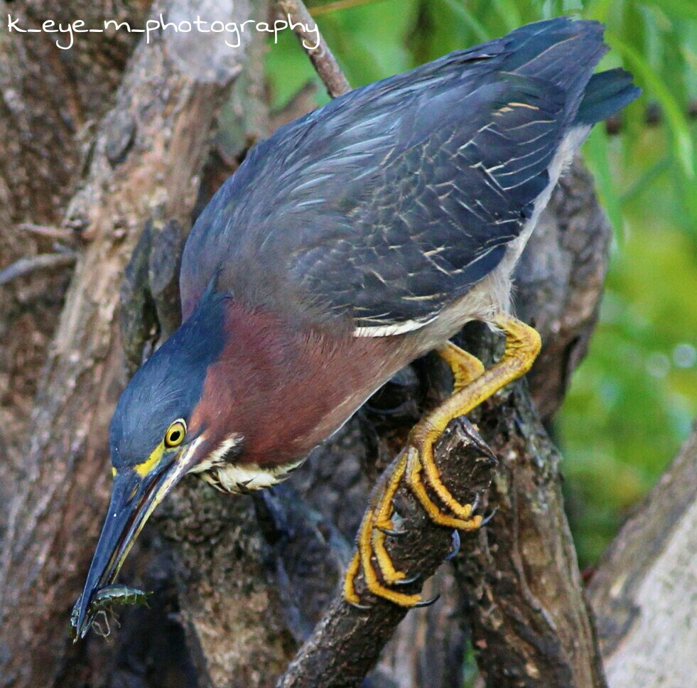 Canon EOS 1200D (EOS Rebel T5 / EOS Kiss X70 / EOS Hi) + Canon EF 400mm F5.6L USM sample photo. Green heron catching a meal  photography