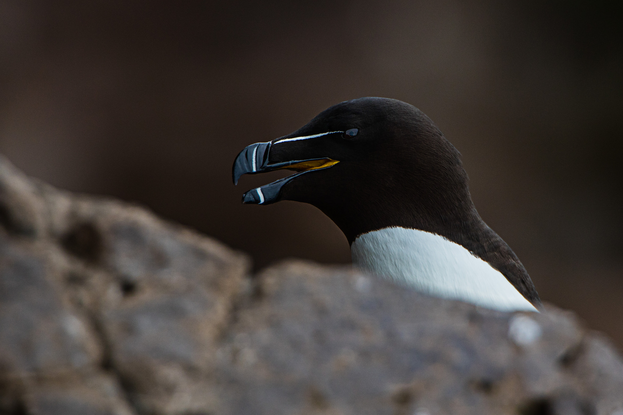 Canon EF 300mm F2.8L IS II USM sample photo. Island tag photography