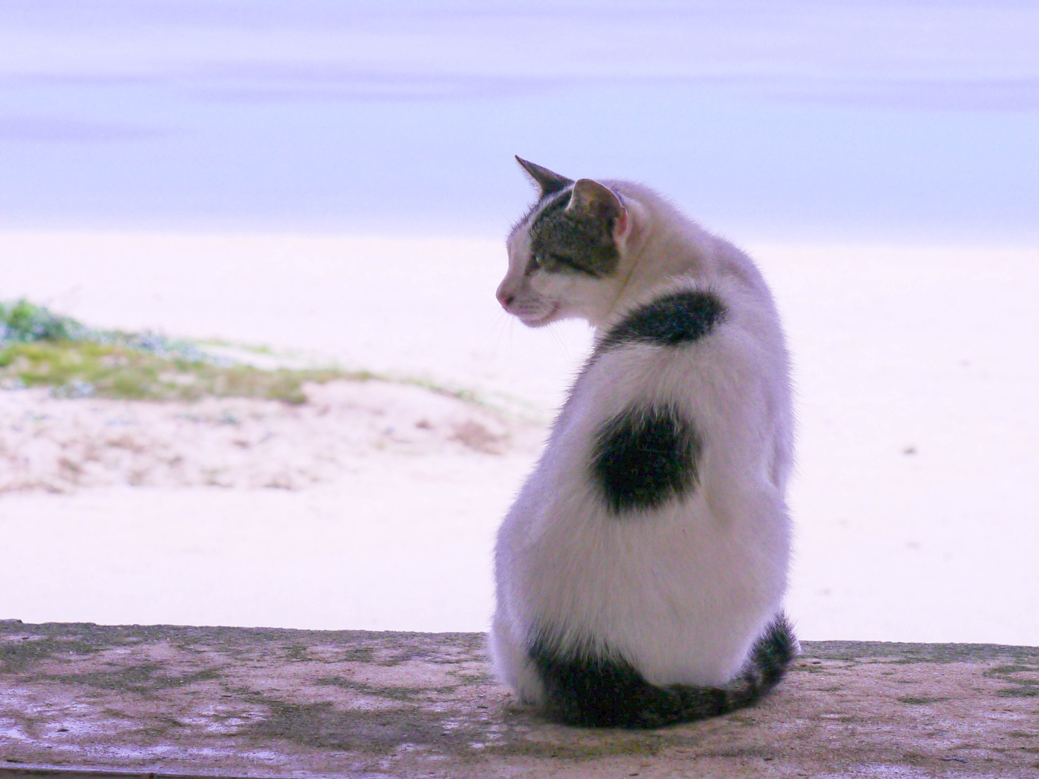 LUMIX G VARIO 45-150/F4.0-5.6 sample photo. Waiting for the sun photography