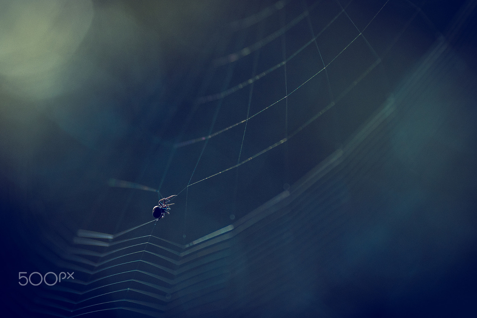 Canon EF 135mm F2L USM sample photo. Cobweb photography