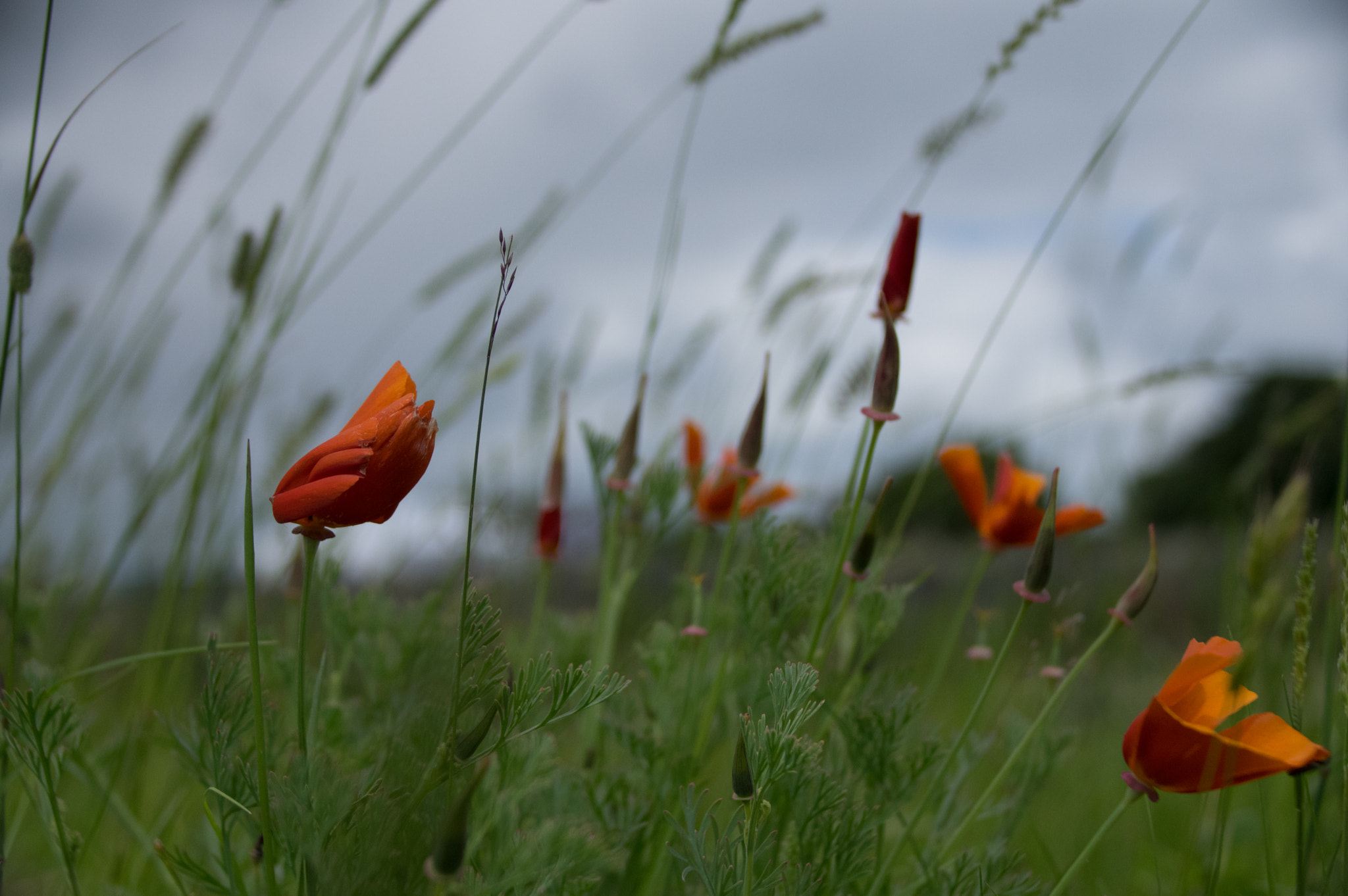 Sigma 18-300mm F3.5-6.3 DC Macro HSM sample photo. Hampshire lavender fields photography