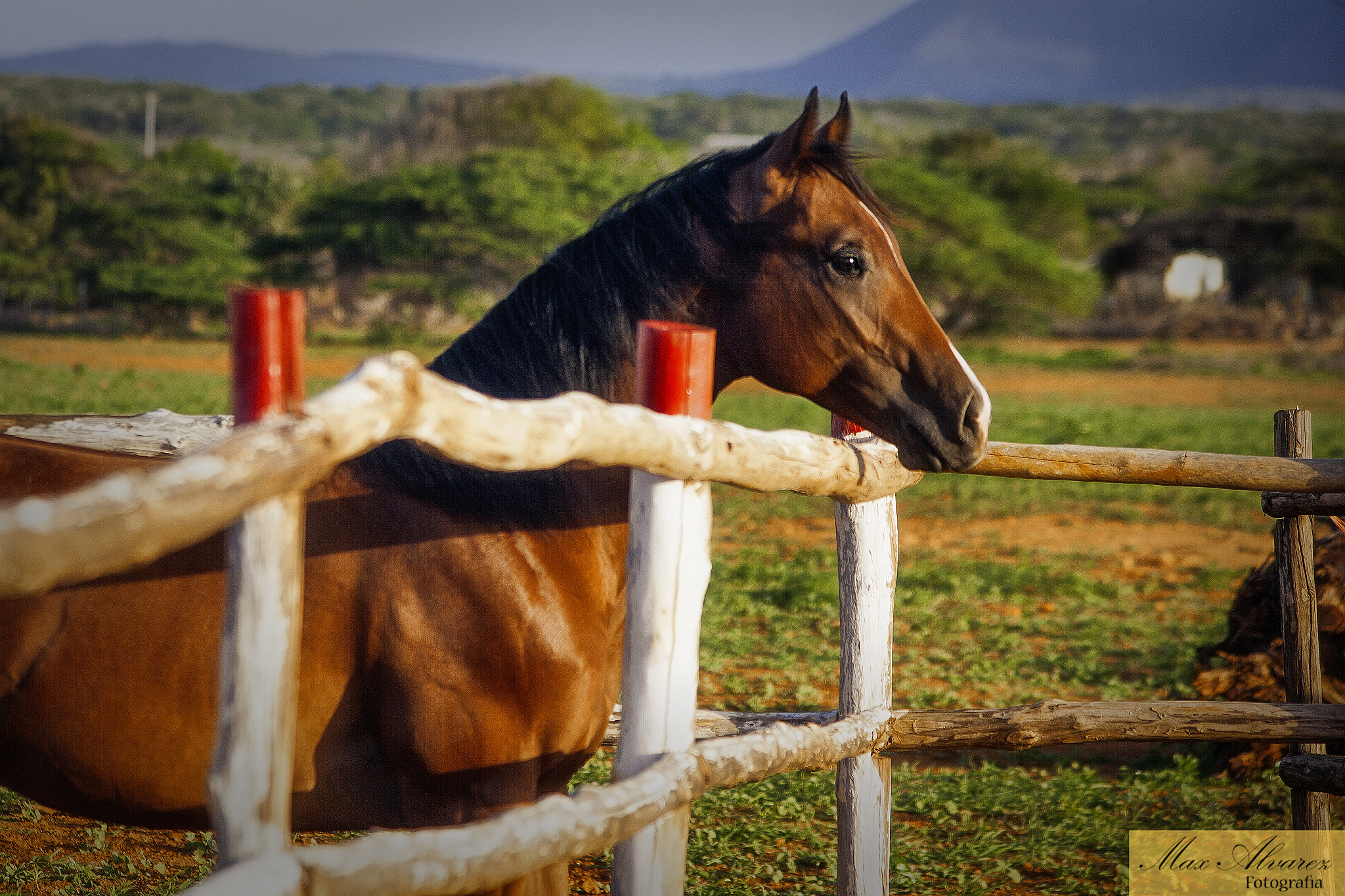 Canon EF 75-300mm F4.0-5.6 IS USM sample photo. Caballos photography