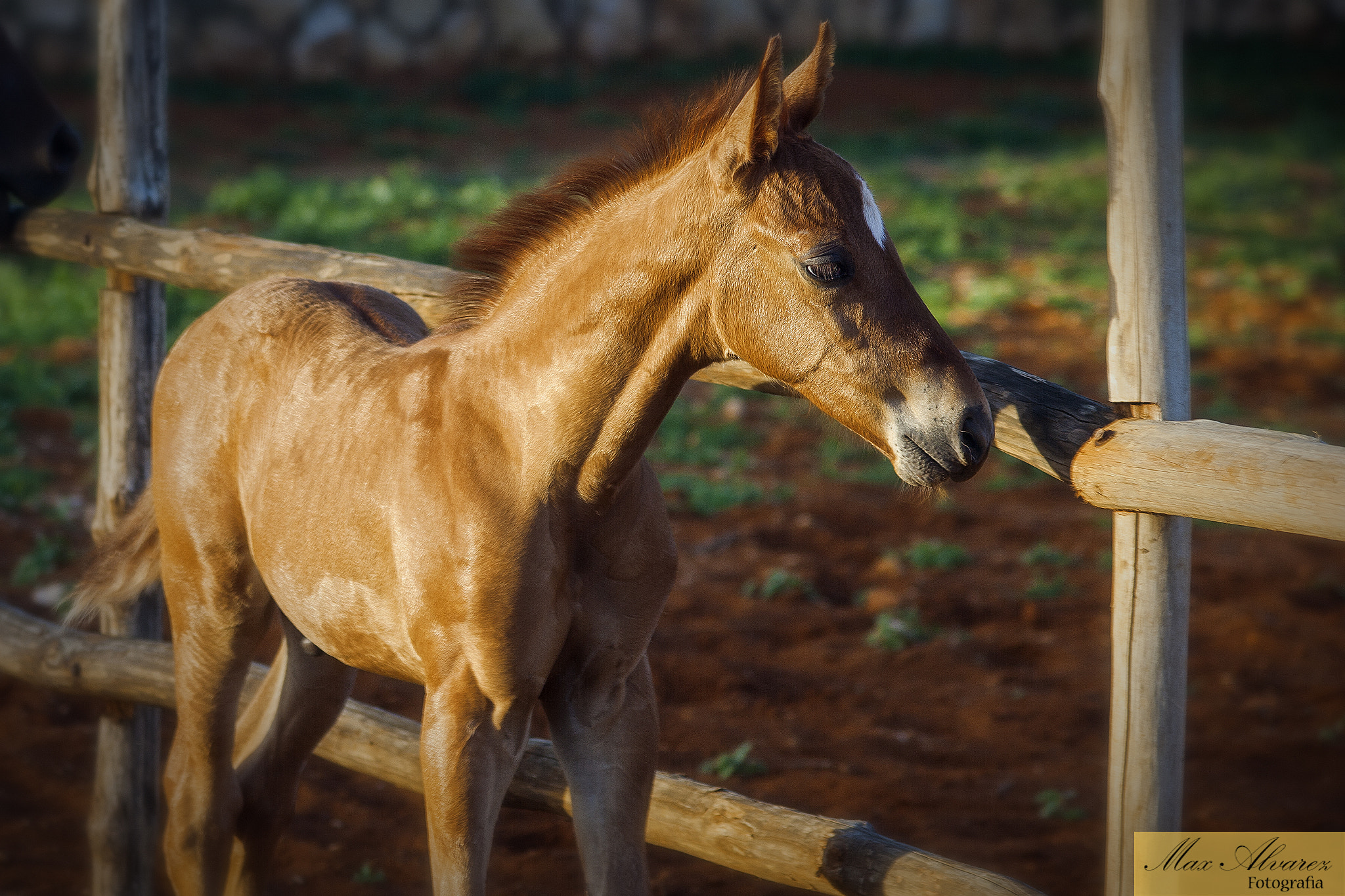Canon EF 75-300mm F4.0-5.6 IS USM sample photo. Caballos photography