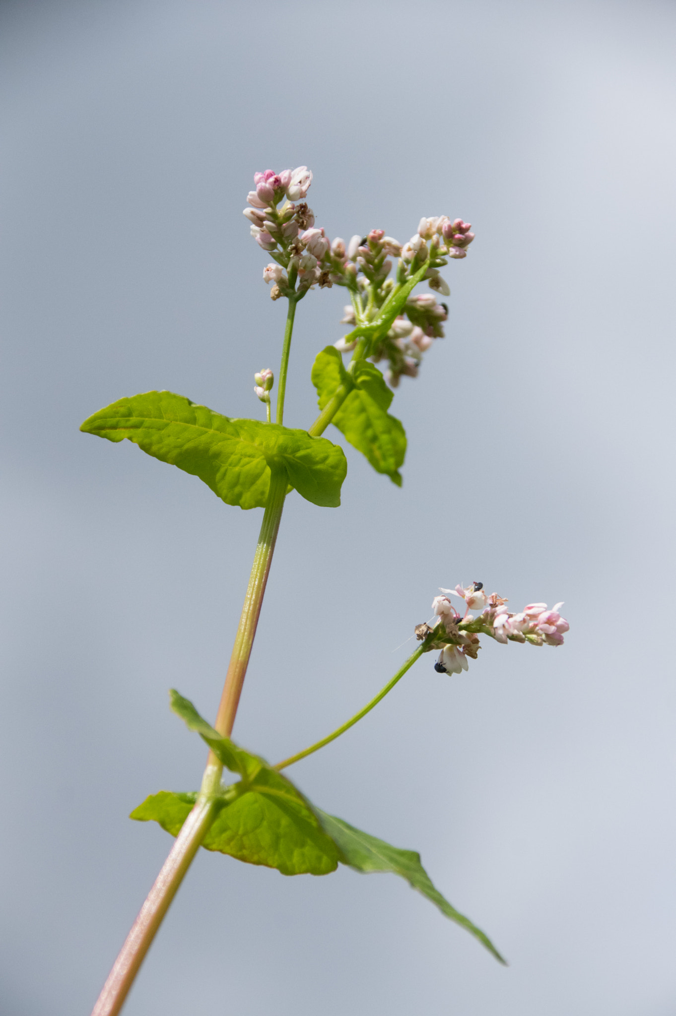 Sigma 18-300mm F3.5-6.3 DC Macro HSM sample photo. Hampshire lavender fields photography