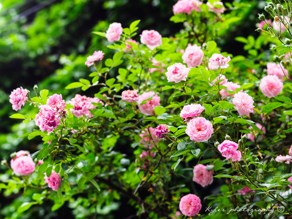 Olympus OM-D E-M1 + OLYMPUS 50mm Lens sample photo. Rose photography