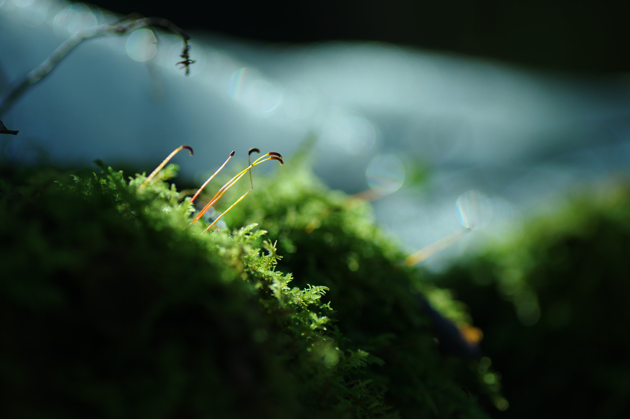 Pentax K-3 + Tamron SP AF 90mm F2.8 Di Macro sample photo. Eat light photography