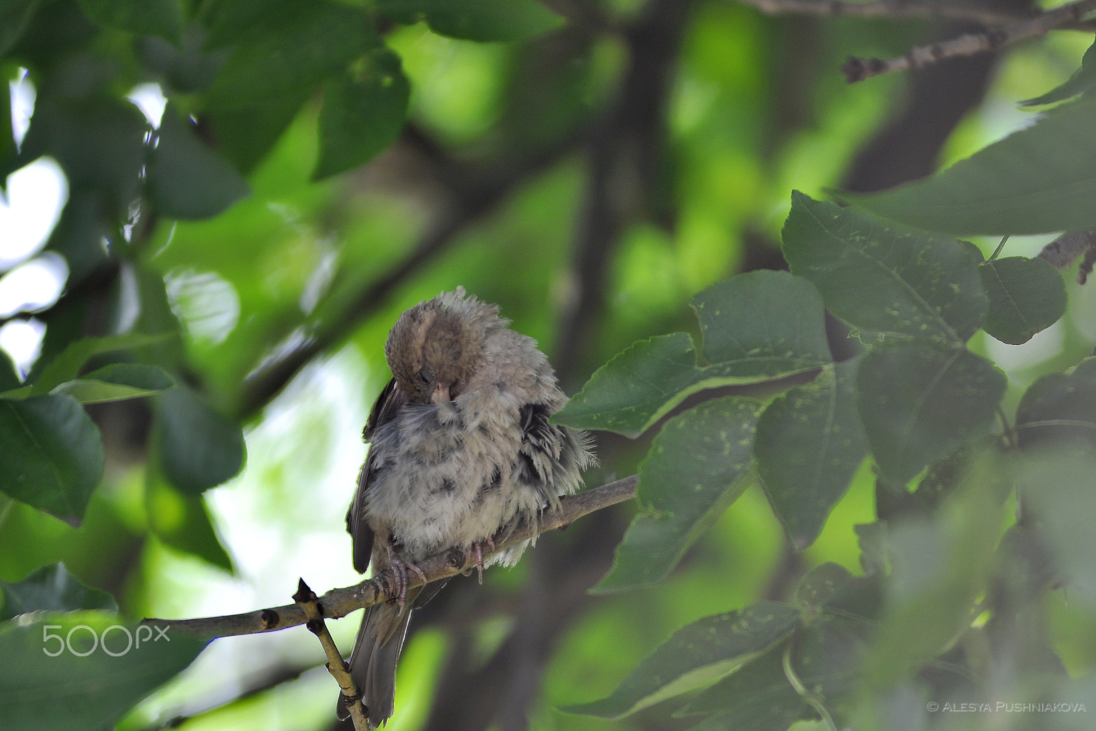 AF Zoom-Nikkor 80-200mm f/2.8 ED sample photo. Sleepy sparrow photography