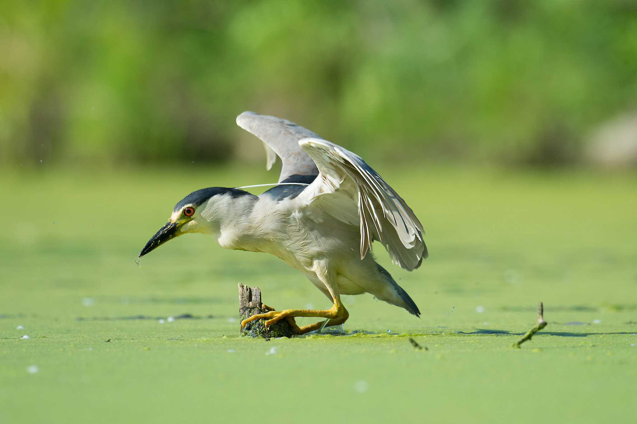 Nikon AF-S Nikkor 800mm F5.6E FL ED VR sample photo. Bihoreau gris, nycticorax nycticorax, black-crowned night-heron photography