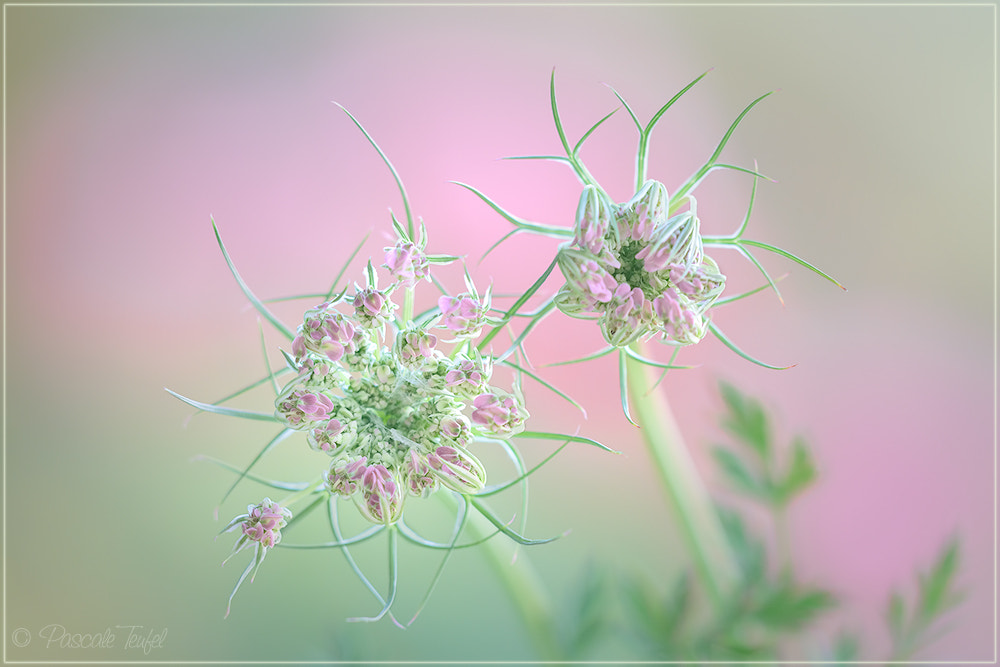 Sigma 150mm F2.8 EX DG Macro HSM sample photo. Unfolding photography
