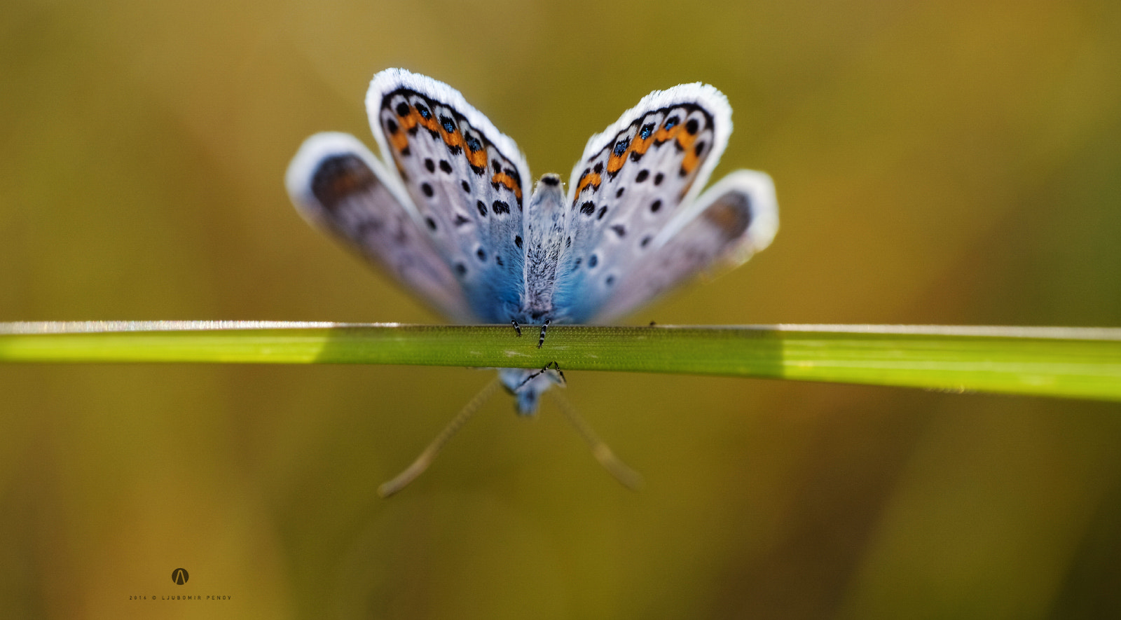 ZEISS Touit 50mm F2.8 sample photo. Ready steady... go photography