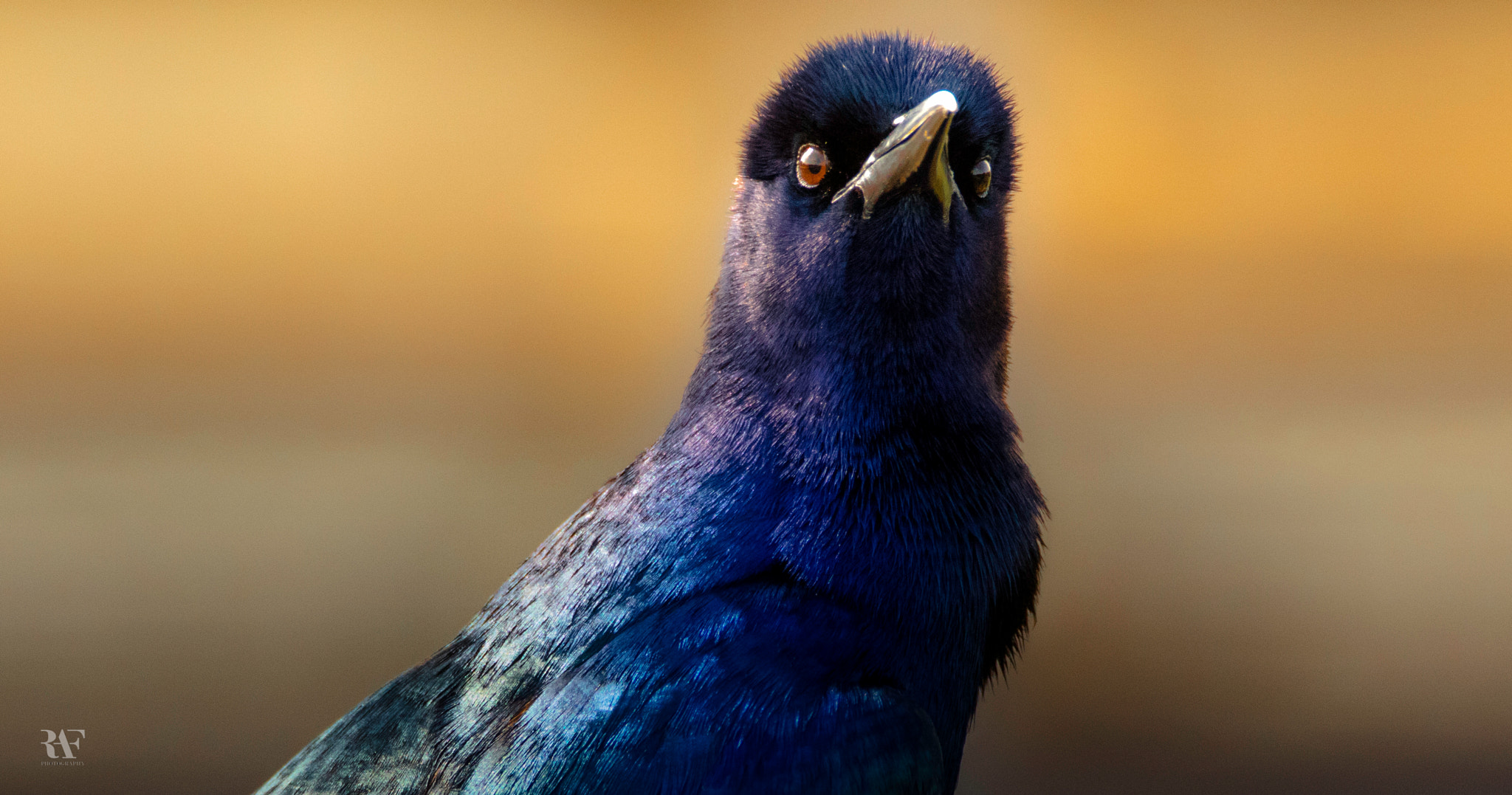 Tamron SP 150-600mm F5-6.3 Di VC USD sample photo. Ready for my close up photography