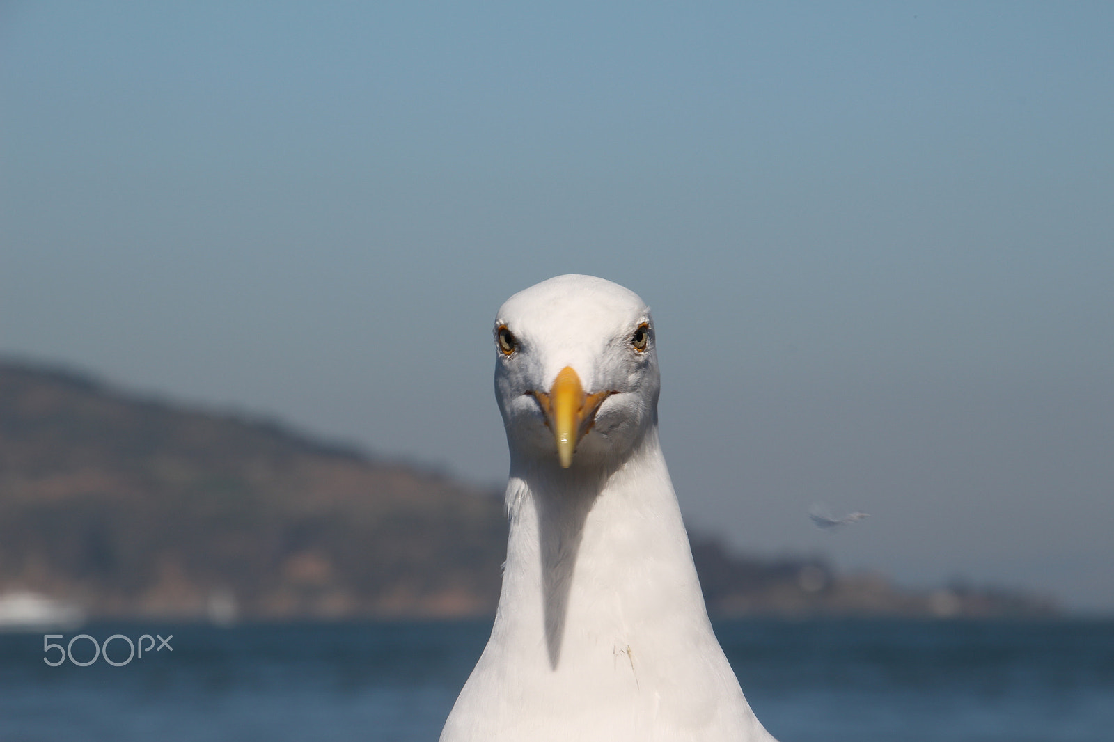 Canon EOS 100D (EOS Rebel SL1 / EOS Kiss X7) sample photo. Seagull photography