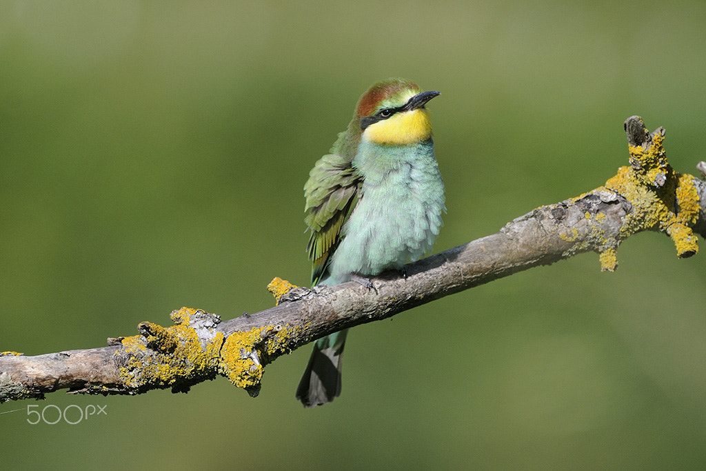 Nikon AF-S Nikkor 200-400mm F4G ED-IF VR sample photo. Jeune guepier dans une belle lumiere matinale photography