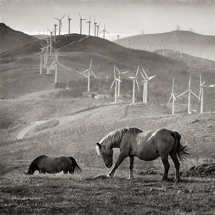 Olympus E-620 (EVOLT E-620) sample photo. Cabalos photography