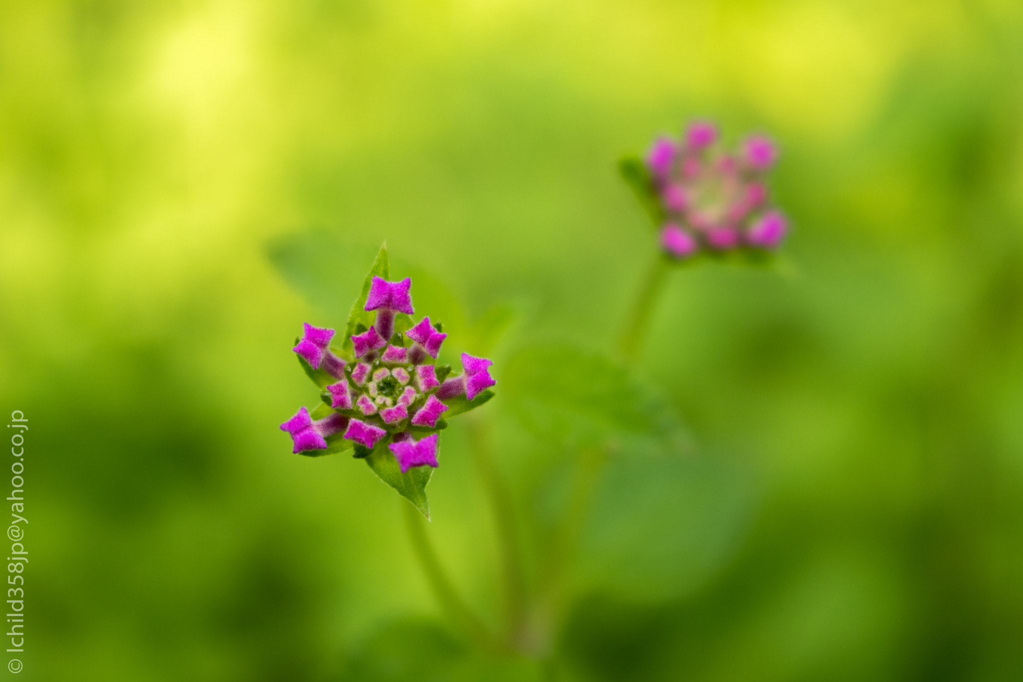 Canon EOS 760D (EOS Rebel T6s / EOS 8000D) sample photo. Budding lantana camara photography