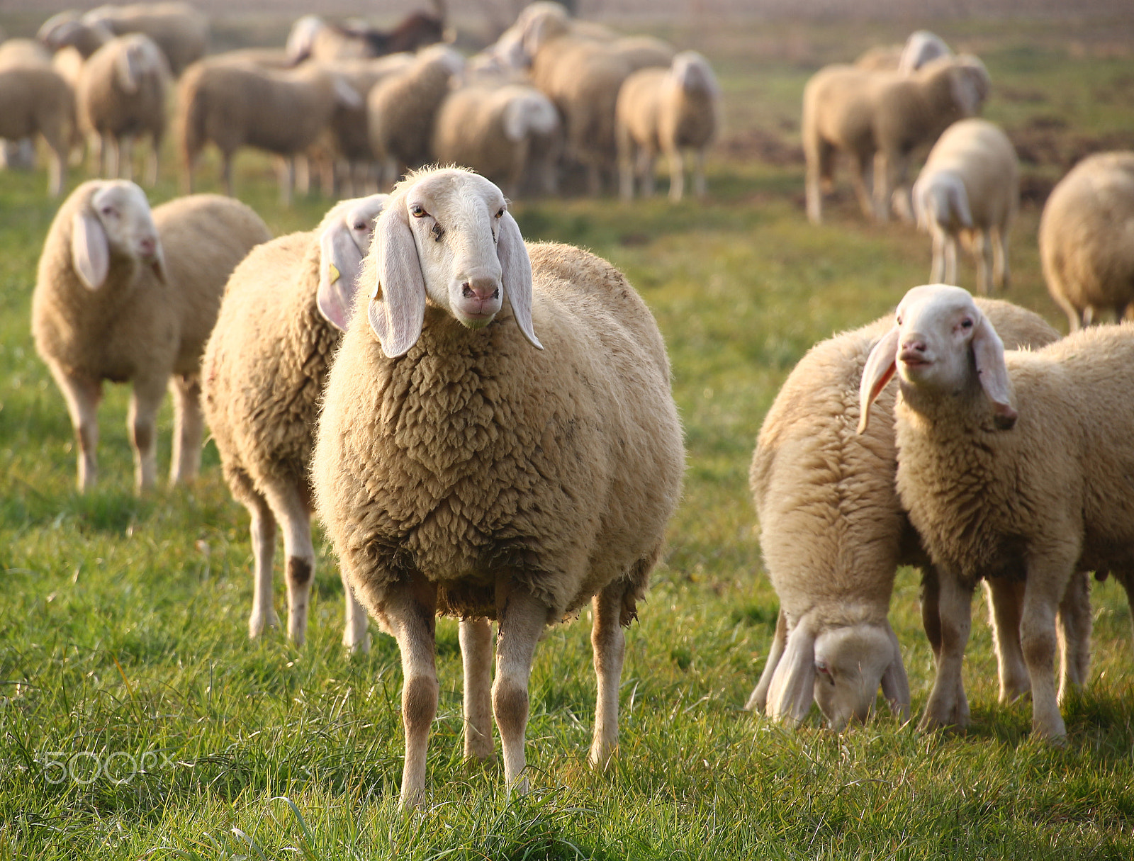 Canon EOS 100D (EOS Rebel SL1 / EOS Kiss X7) sample photo. Sheep photography