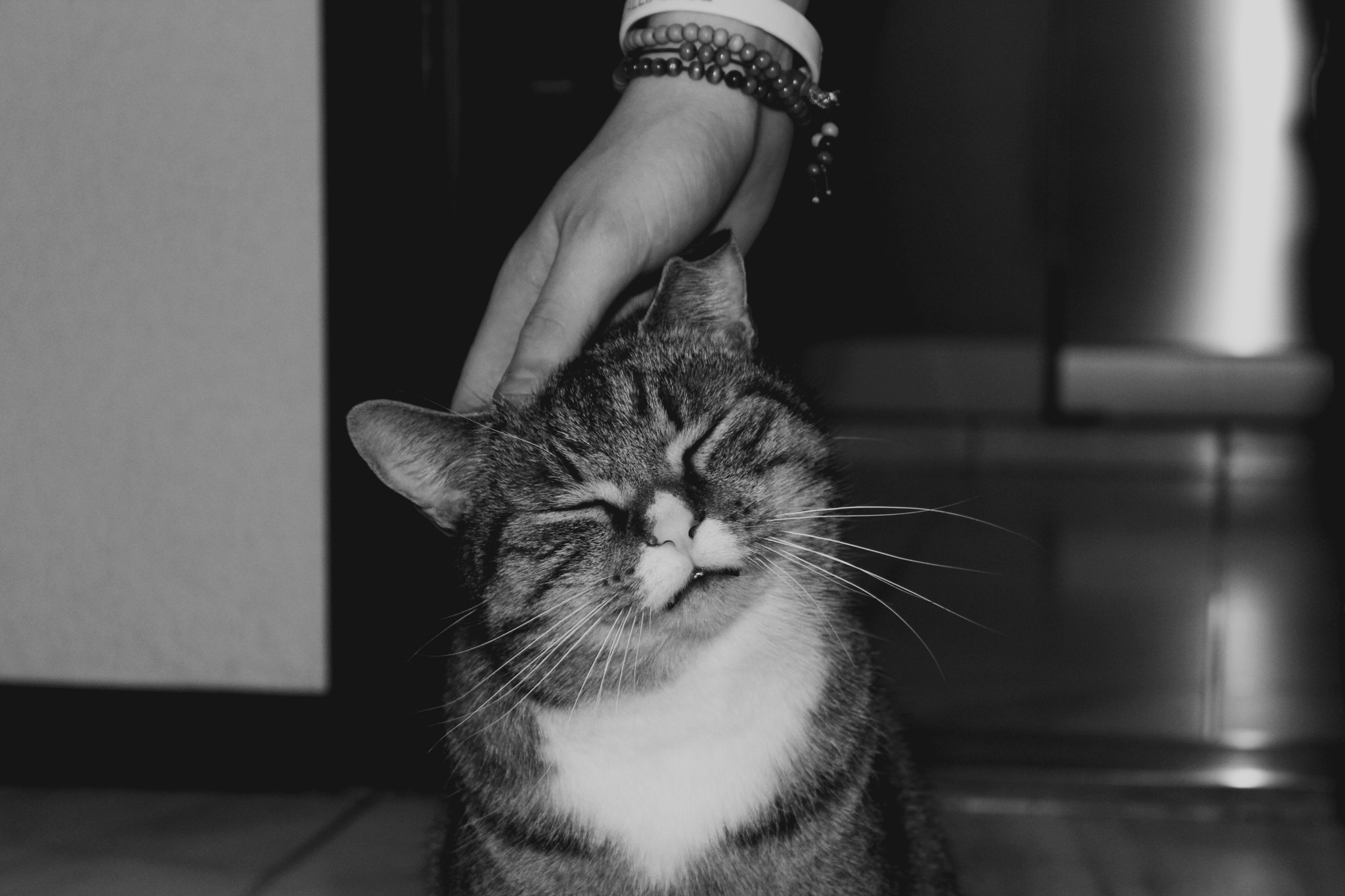 Canon EF-S 18-55mm F3.5-5.6 III sample photo. Human and cats friendship photography