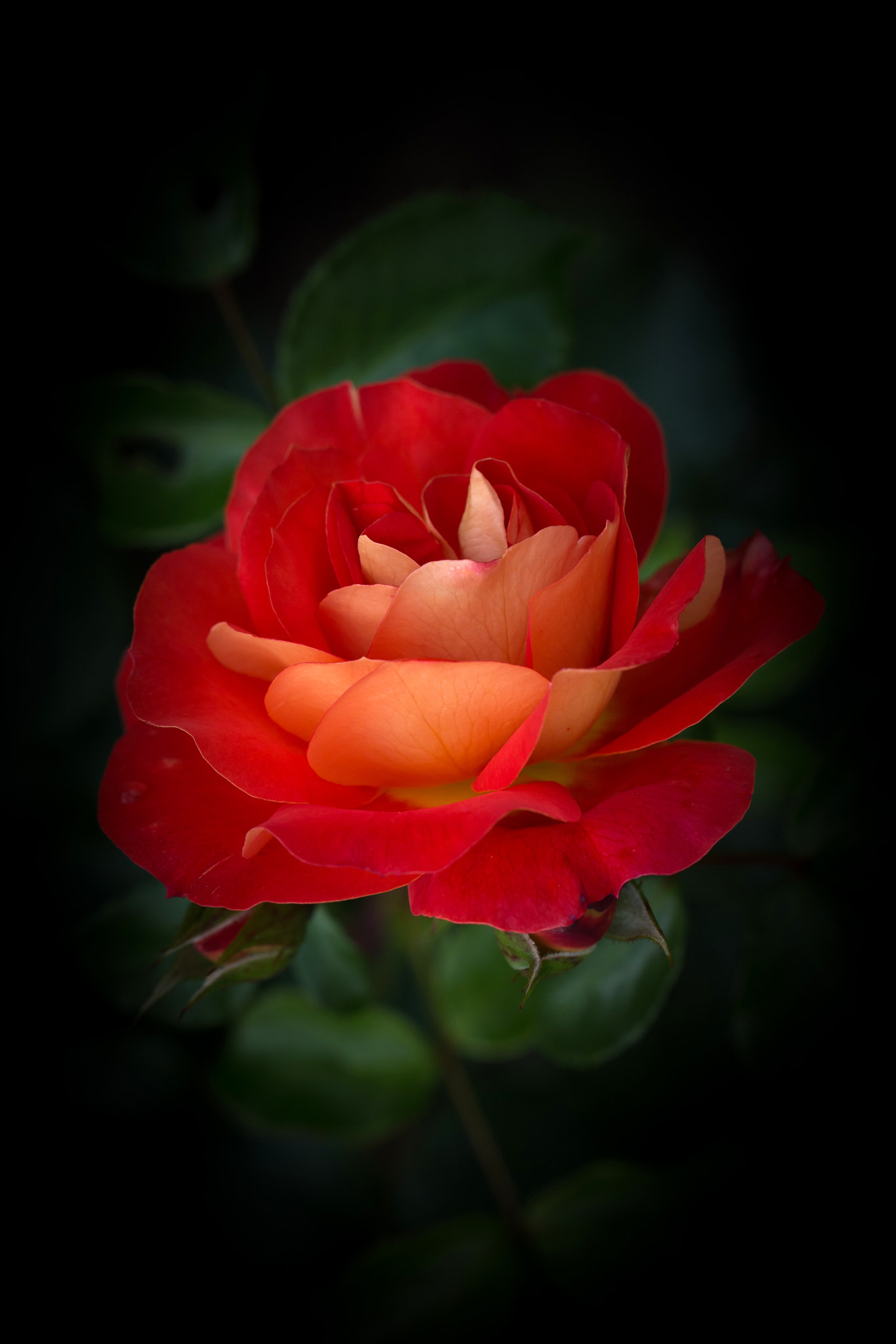Sigma 150mm f/2.8 EX DG OS HSM APO Macro sample photo. The rose photography