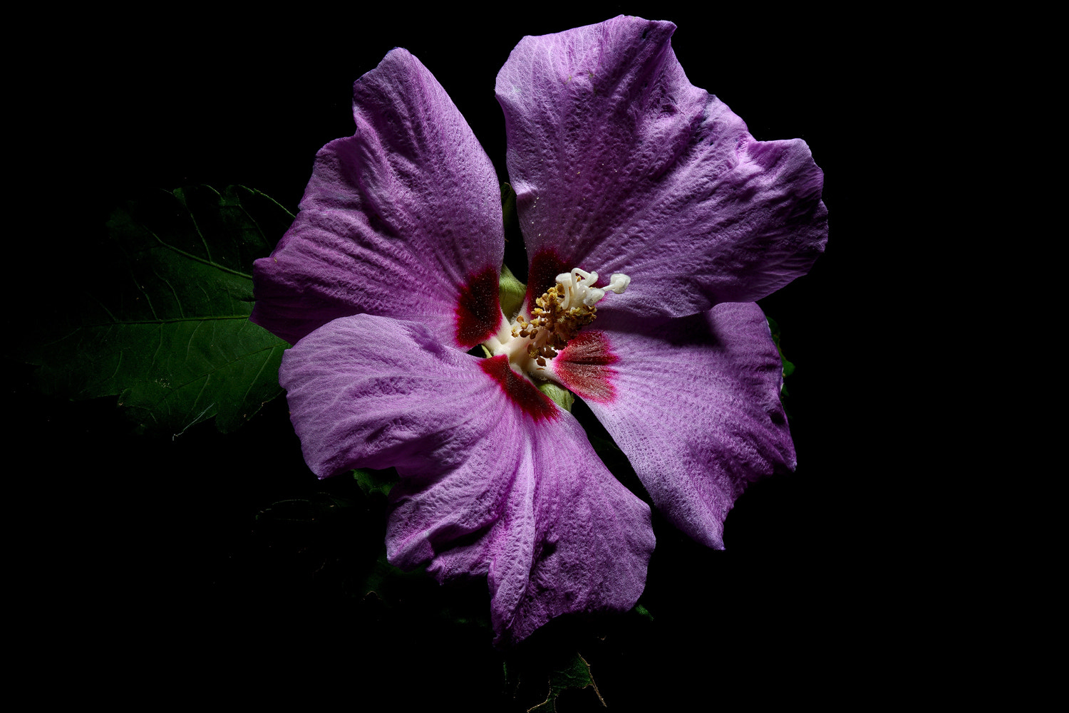 100mm F2.8 SSM sample photo. Purple rose of sharon photography