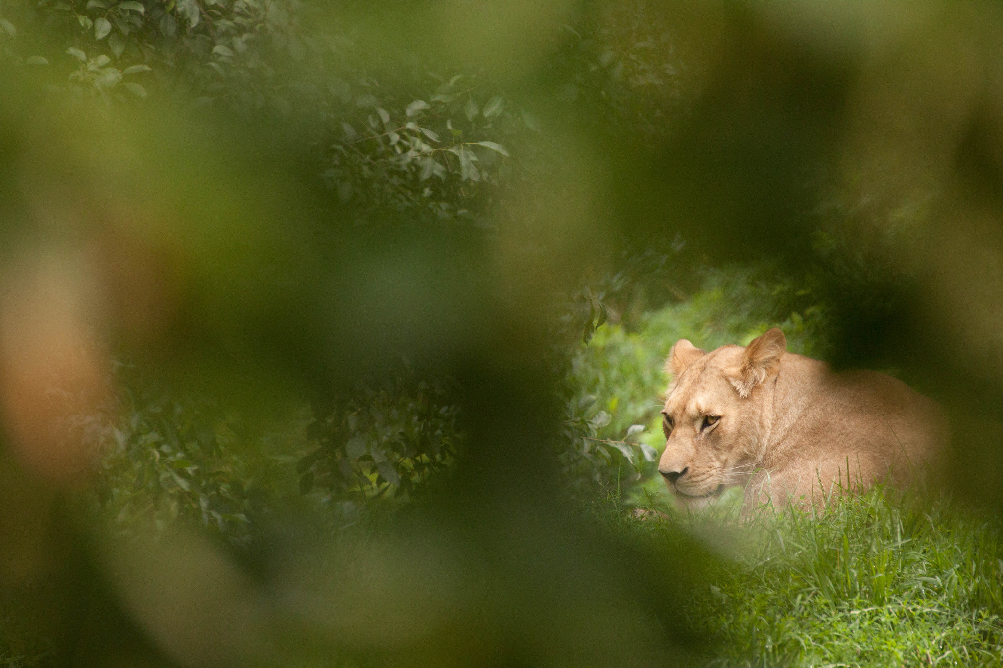 Canon EOS 500D (EOS Rebel T1i / EOS Kiss X3) sample photo. Hidden lion photography
