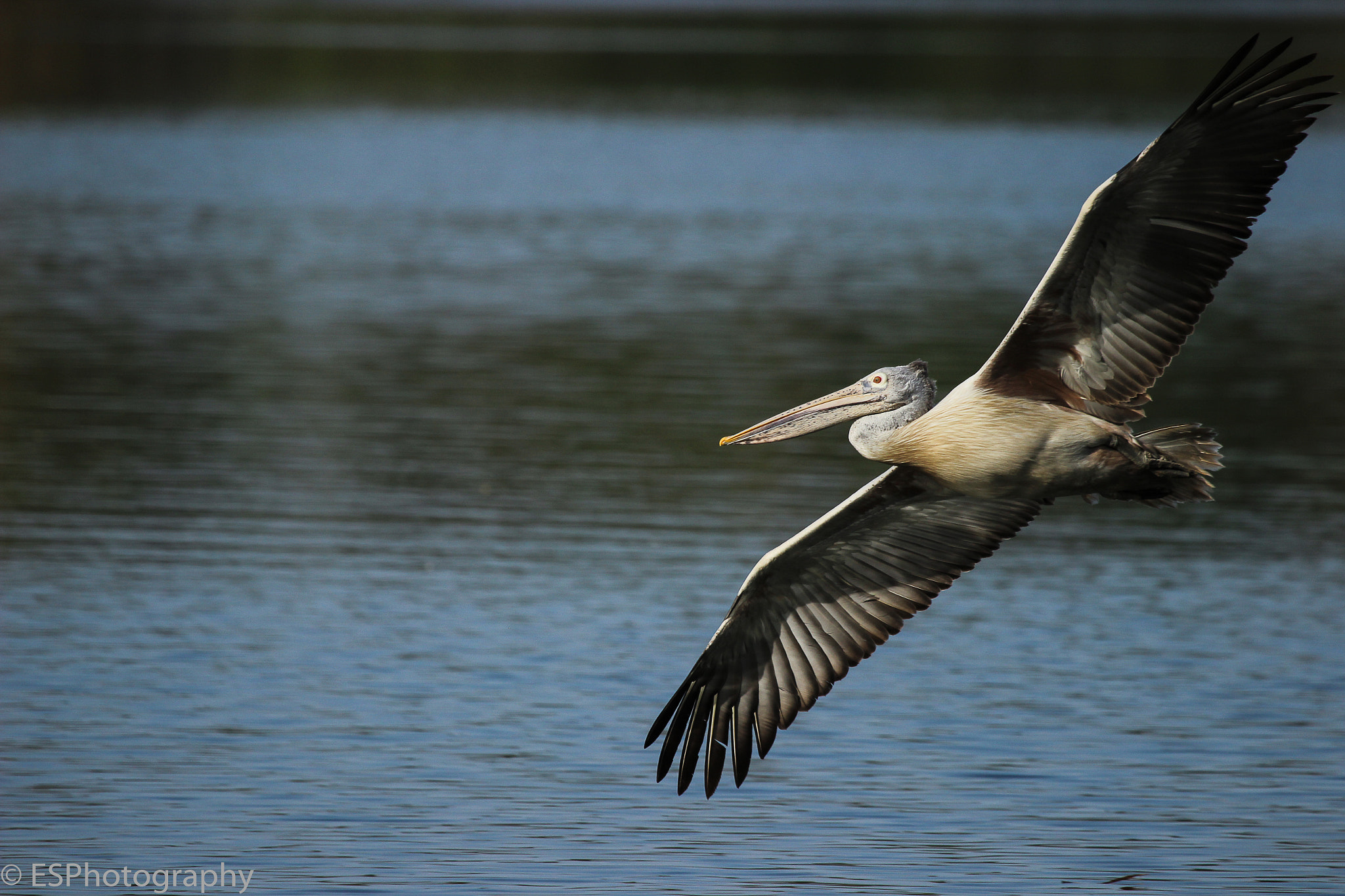 Canon EF 100-400mm F4.5-5.6L IS USM sample photo. Pelican photography