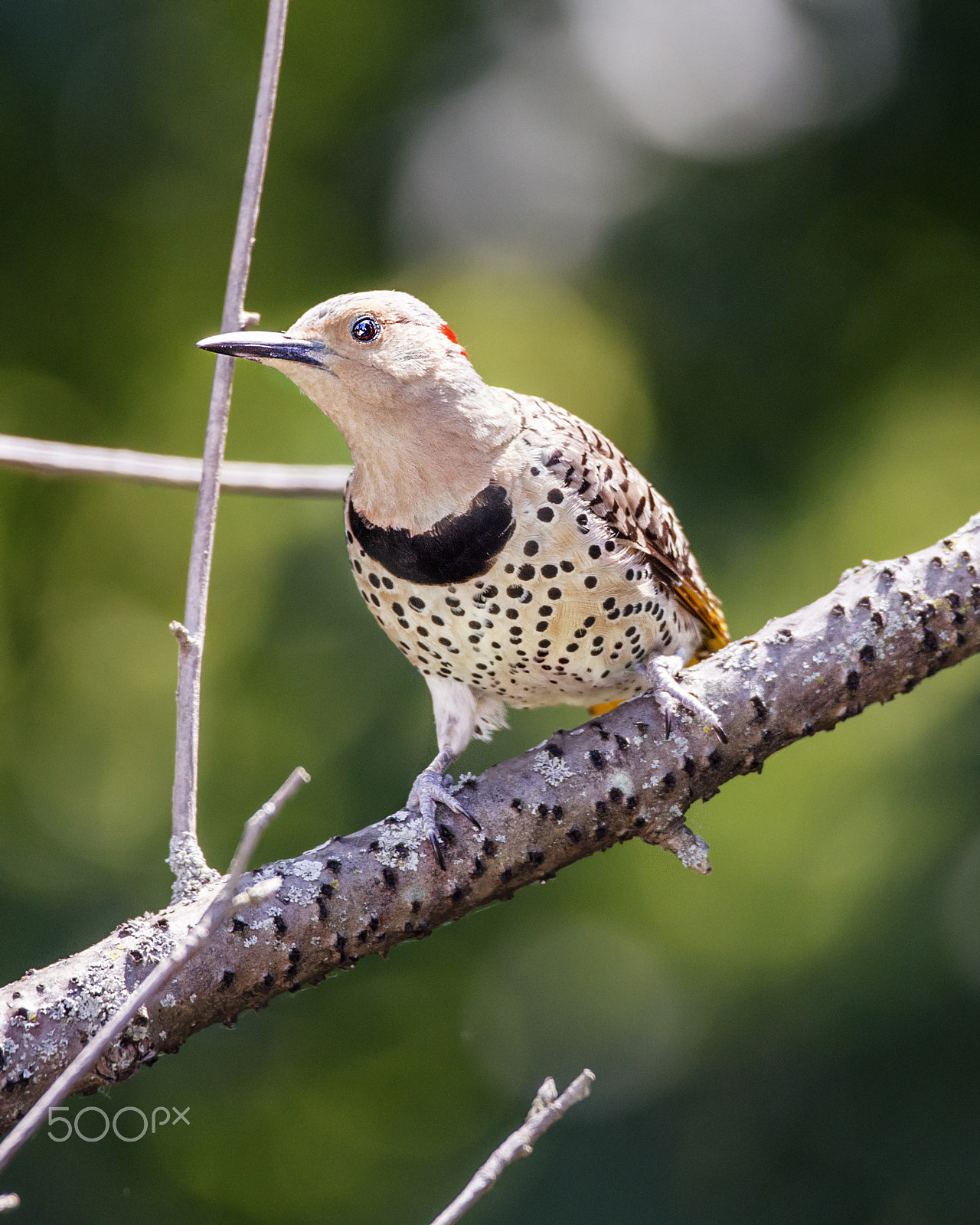 150-600mm F5-6.3 DG OS HSM | Contemporary 015 sample photo. Woody perched photography