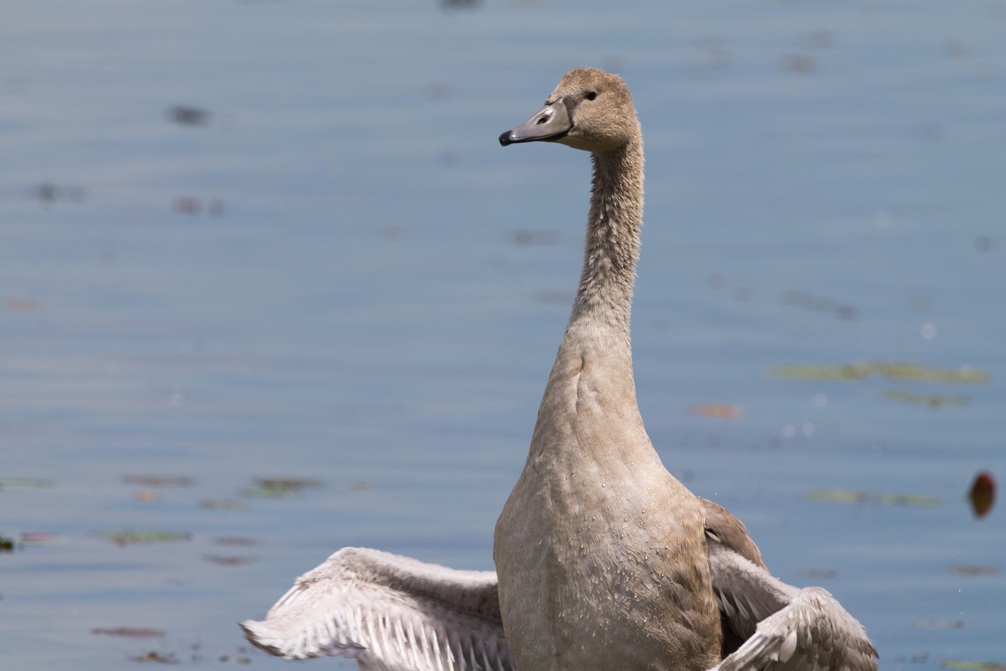 Canon EF 100-400mm F4.5-5.6L IS USM sample photo. Cygnet directing the orchestra photography