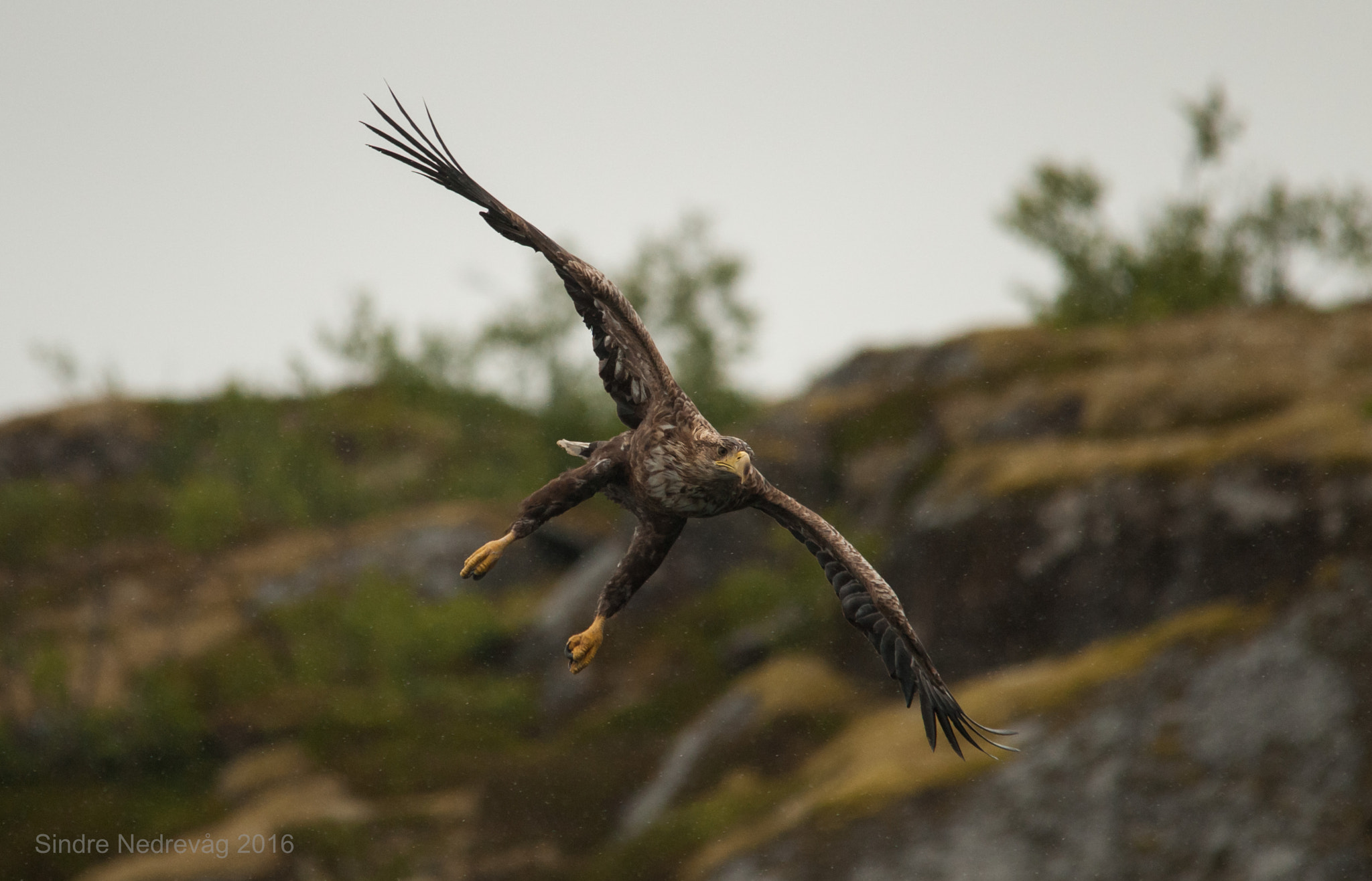 Sigma 150-500mm F5-6.3 DG OS HSM sample photo. Eagle aiming for the fish ! photography
