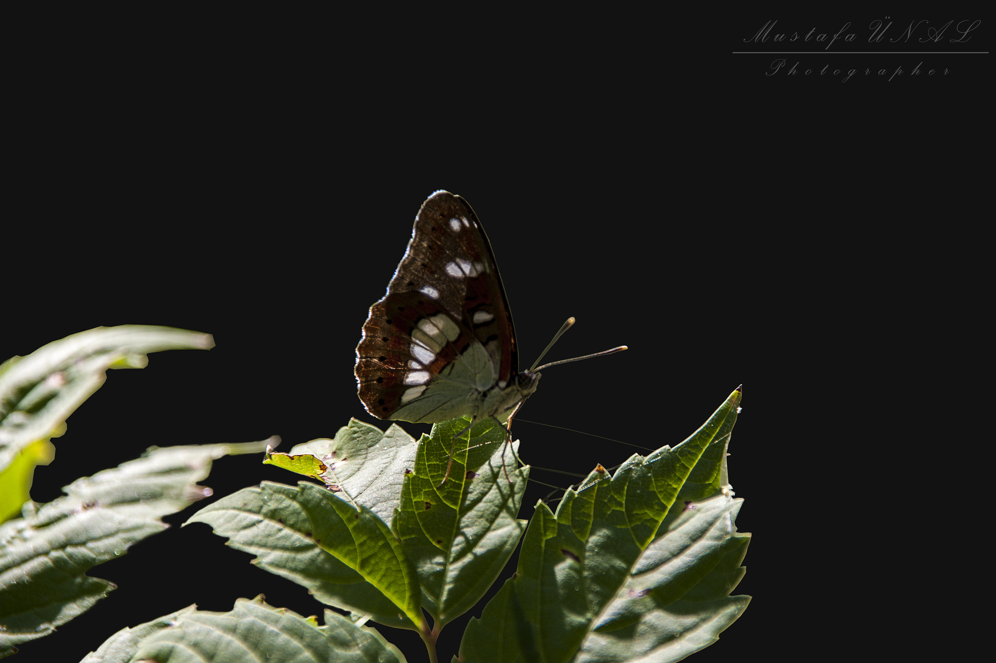 Sigma 18-200mm f/3.5-6.3 DC OS sample photo. A dark week photography