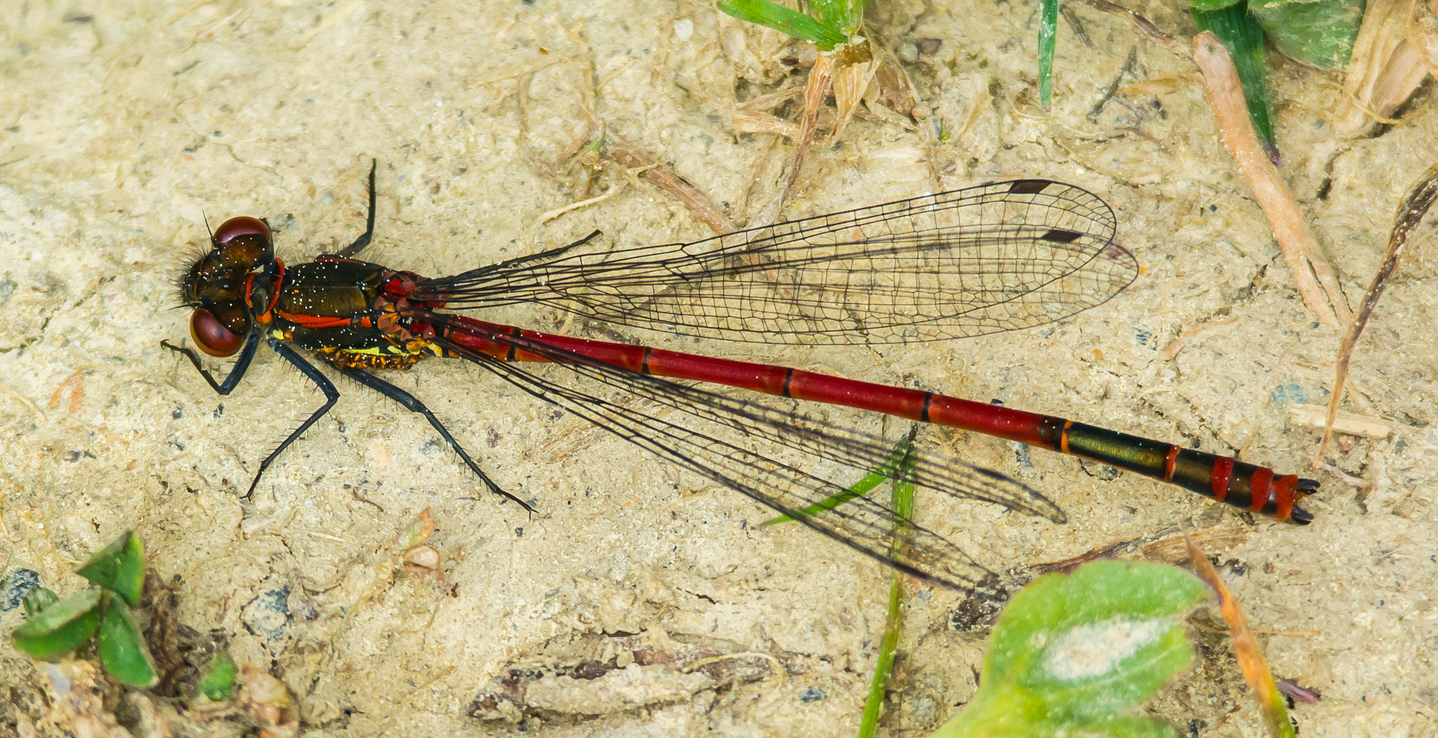 Sigma 120-400mm F4.5-5.6 DG OS HSM sample photo. Adonisjungfer photography