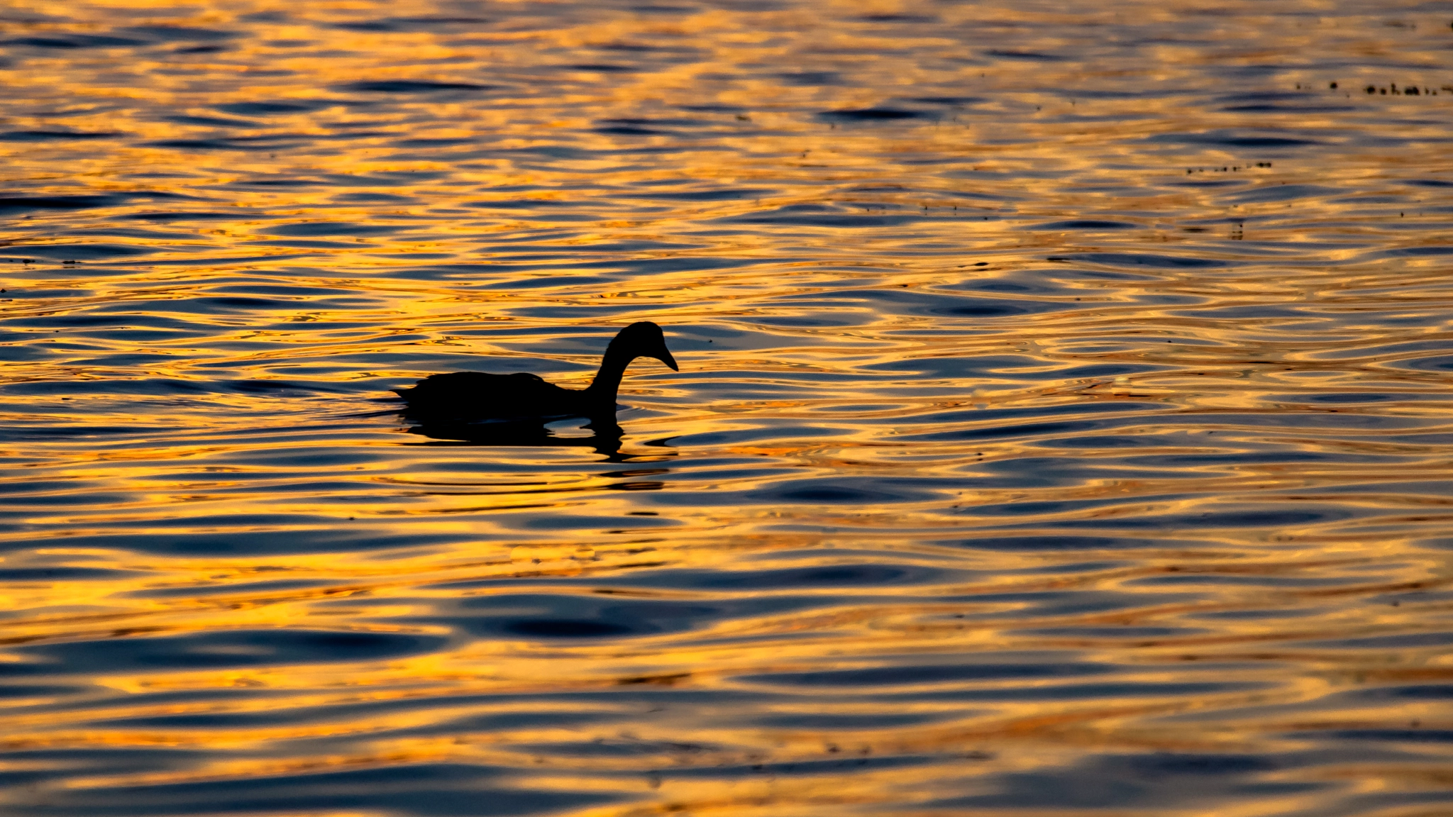 Sony SLT-A55 (SLT-A55V) sample photo. Lonely duck photography