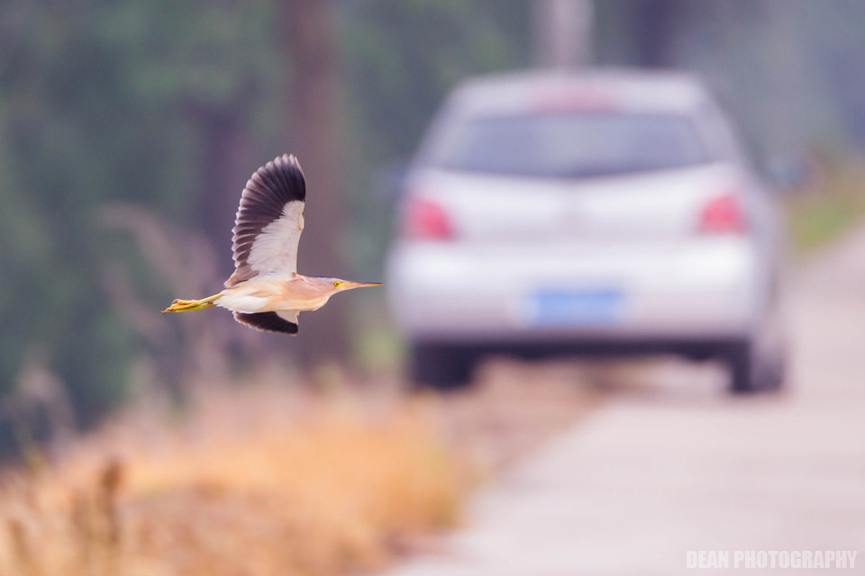 Canon EOS-1D Mark IV sample photo. Cross photography