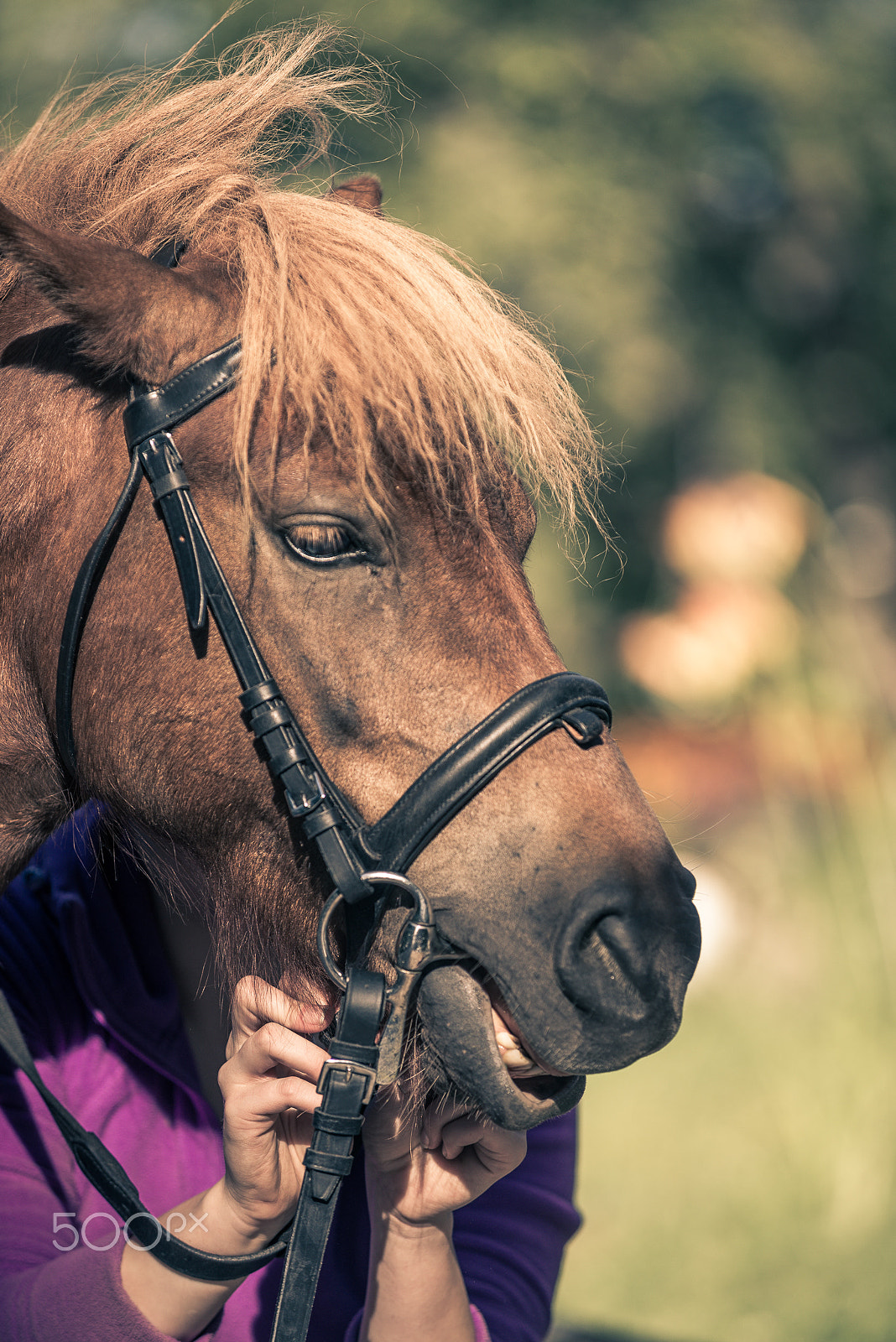 AF-S Zoom-Nikkor 80-200mm f/2.8D IF-ED sample photo. Shetland pony getting ready photography