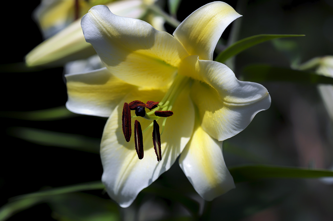 Leica S (TYP 006) sample photo. Lily photography