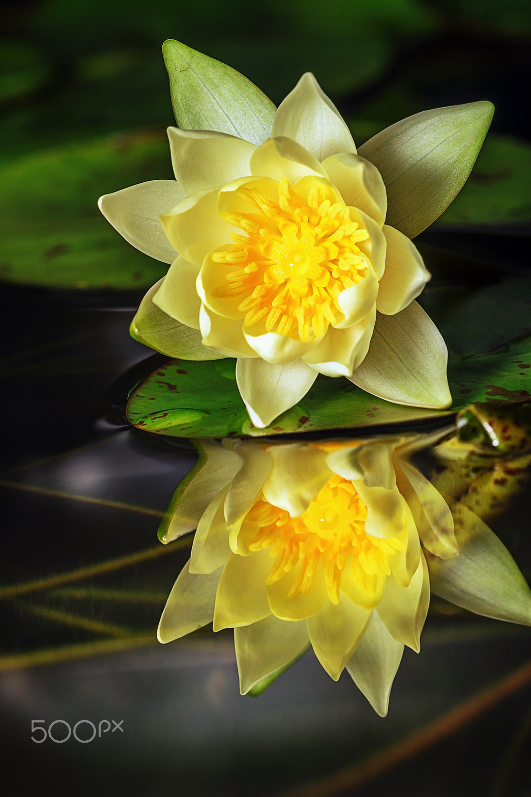 Sony a99 II + Sony 100mm F2.8 Macro sample photo. Helvola photography
