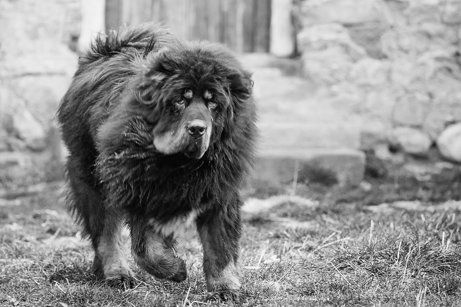 Sony a99 II + Minolta/Sony AF 70-200mm F2.8 G sample photo. Tibetan mastiff photography