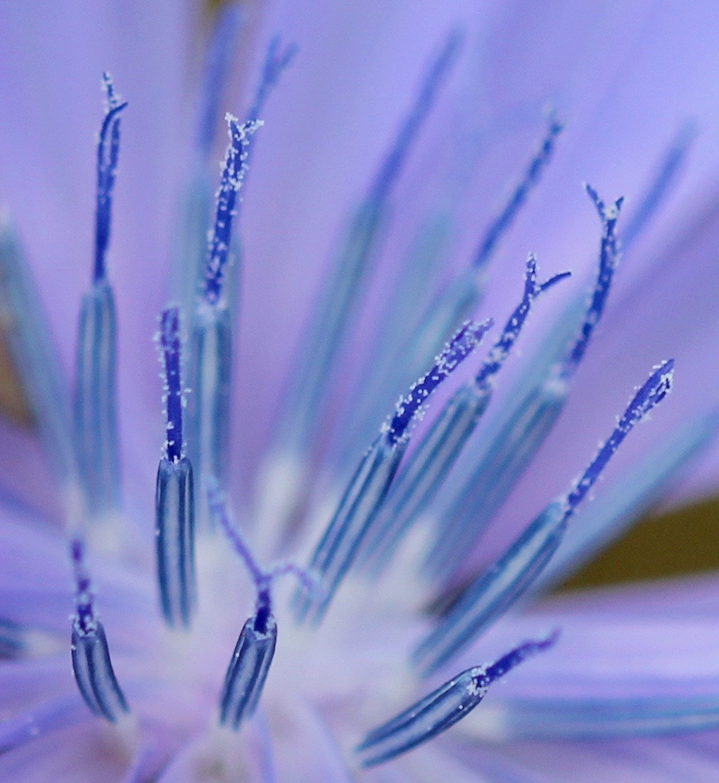 Sigma 105mm F2.8 EX DG OS HSM sample photo. () photography