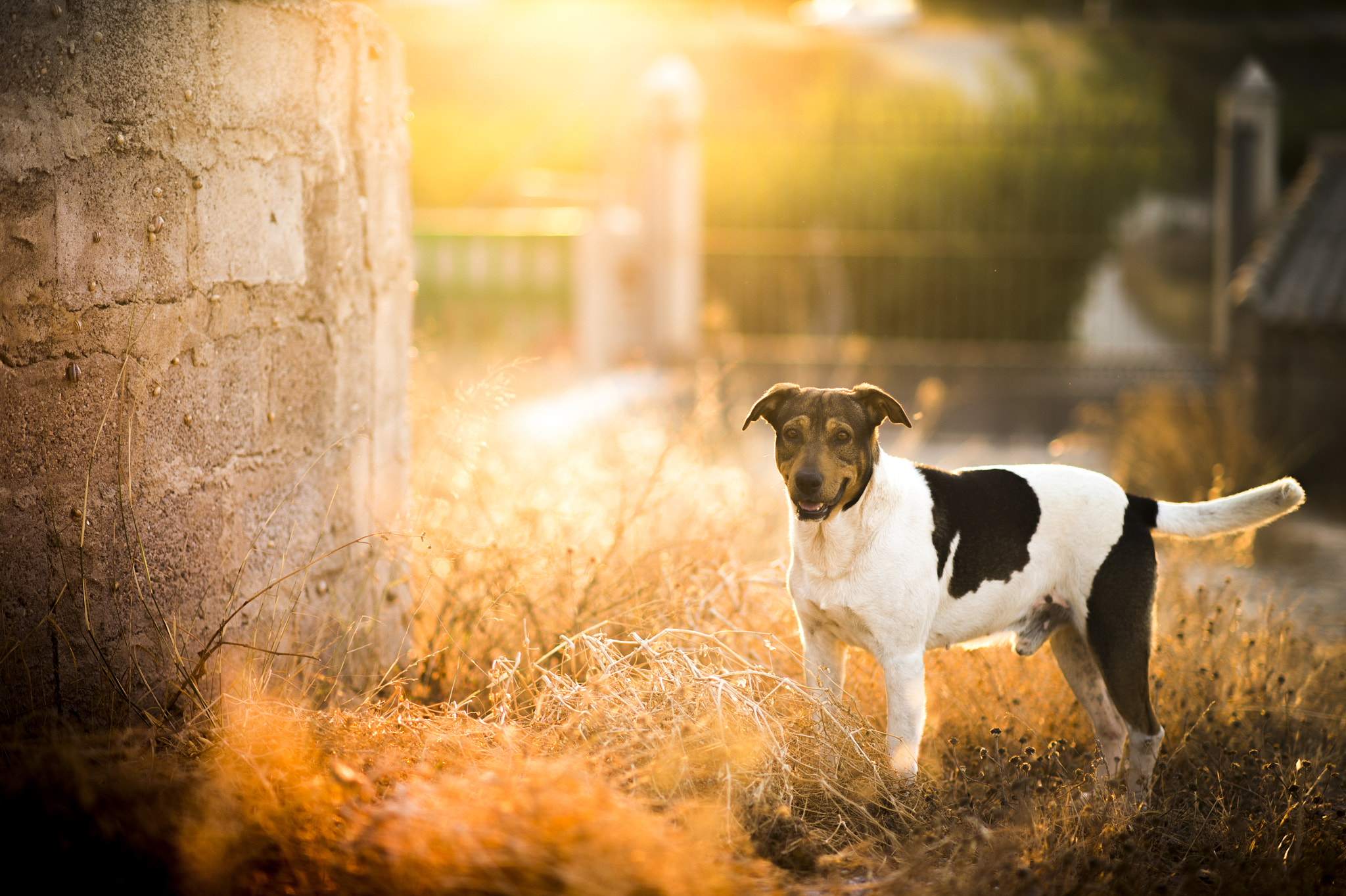 Nikon Df + Nikon AF-S Nikkor 85mm F1.4G sample photo. Atardecer con dingo photography