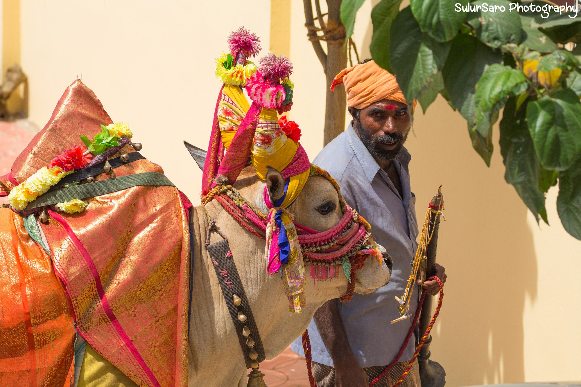 150-600mm F5-6.3 DG OS HSM | Contemporary 015 sample photo. Decorated...to live. photography