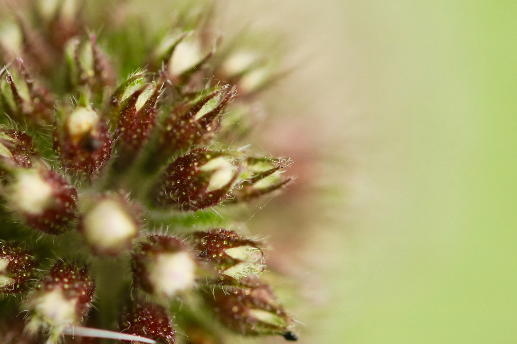 Canon EF-S 60mm F2.8 Macro USM sample photo