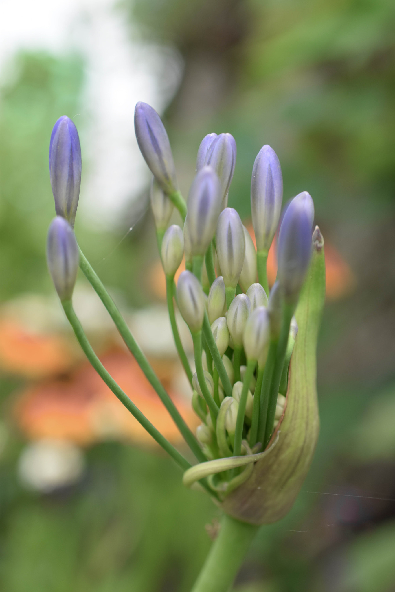Nikon AF-S DX Micro Nikkor 40mm F2.8 sample photo. Agapantha unfurling. photography